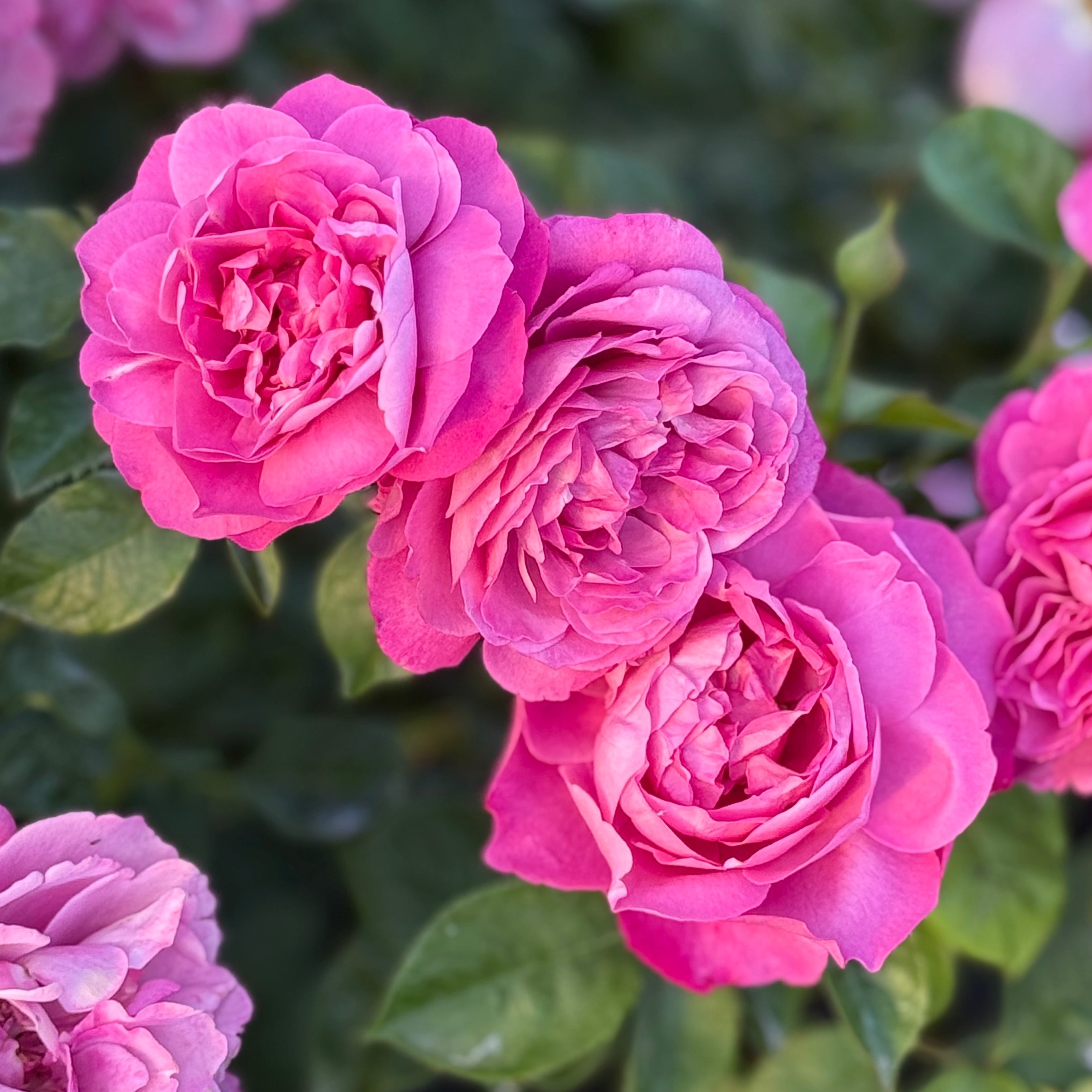 Heirloom Potted Rose Bush