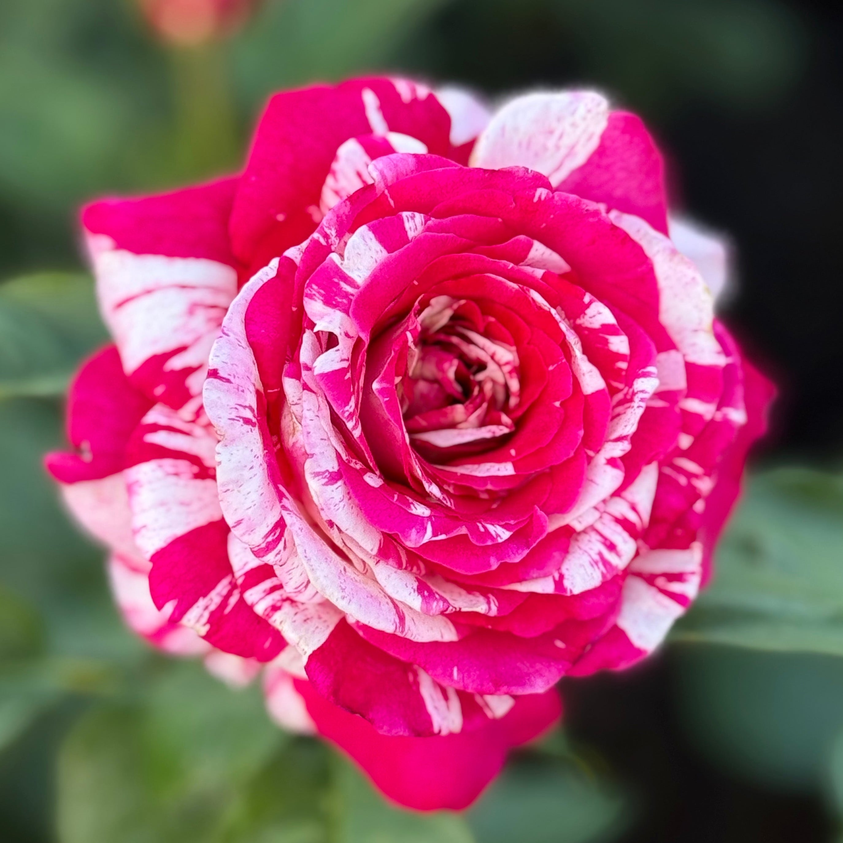 Neil Diamond Tree Potted Rose