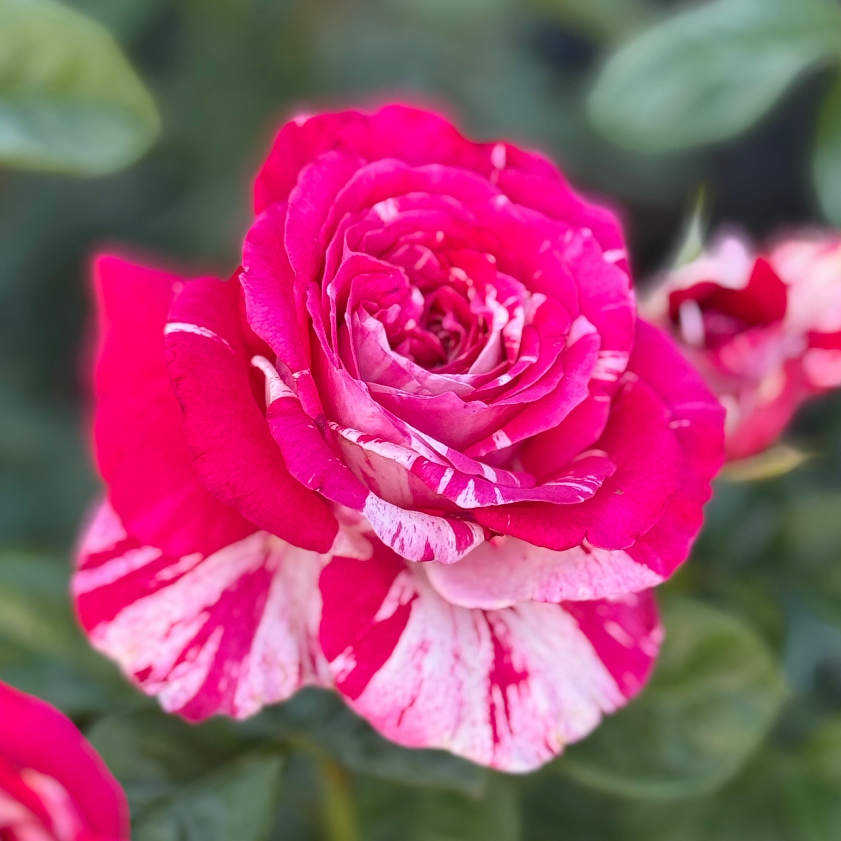 Neil Diamond Tree Potted Rose