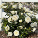 David Austin ® Tranquillity Potted Rose Bush