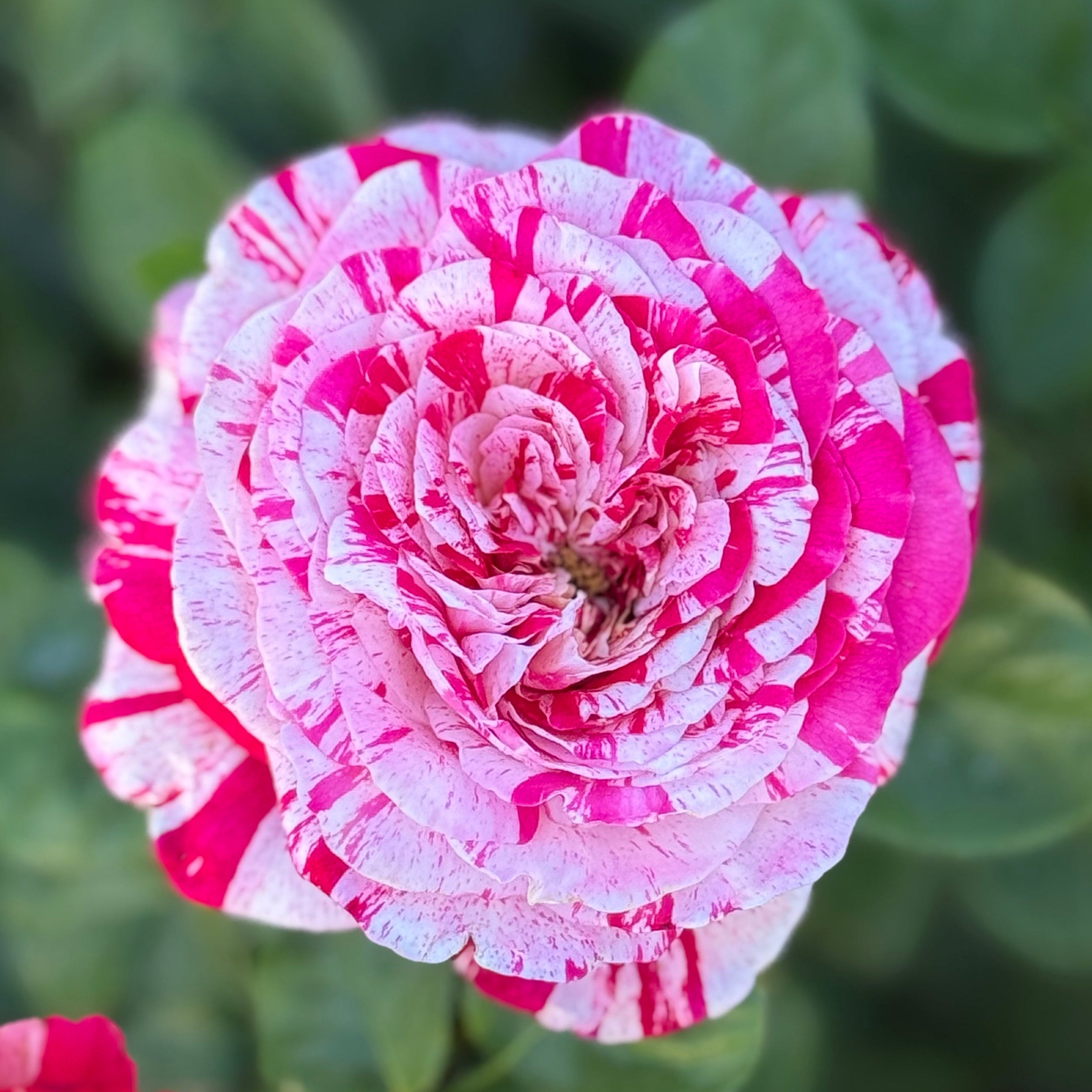 Neil Diamond Bare Root Rose Bush