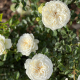 David Austin® Tranquillity Potted Tree Rose