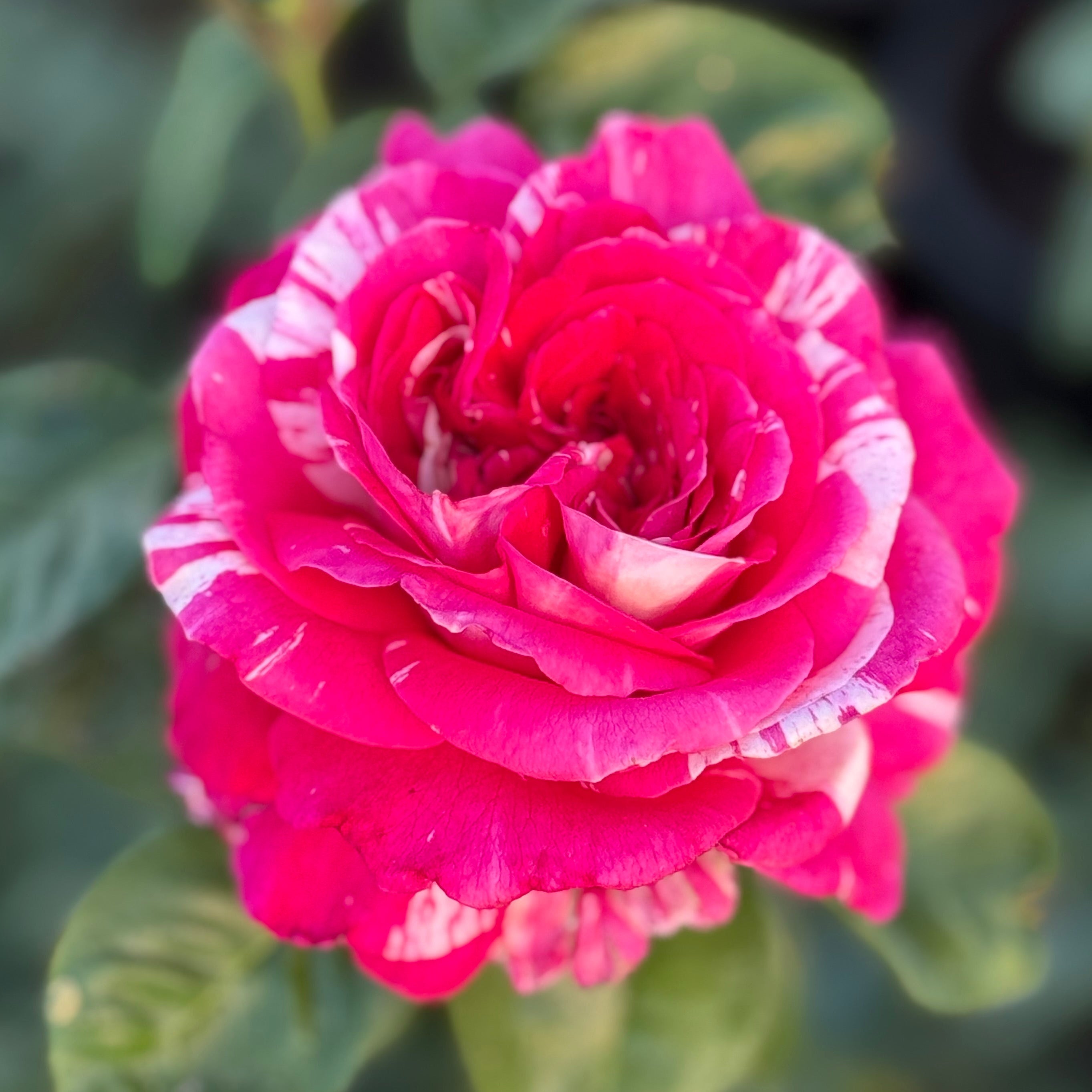 Neil Diamond Bare Root Rose Bush