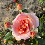 Sunbelt® Soul Sister™ Potted Rose Bush