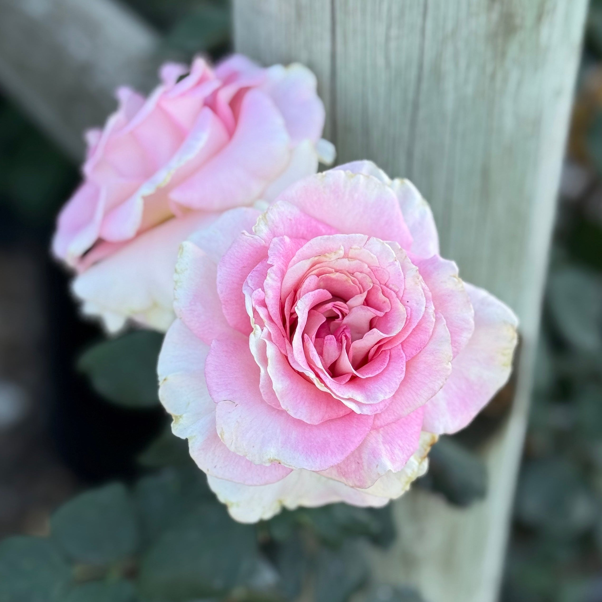 Falling in Love ™ Potted Rose Bush