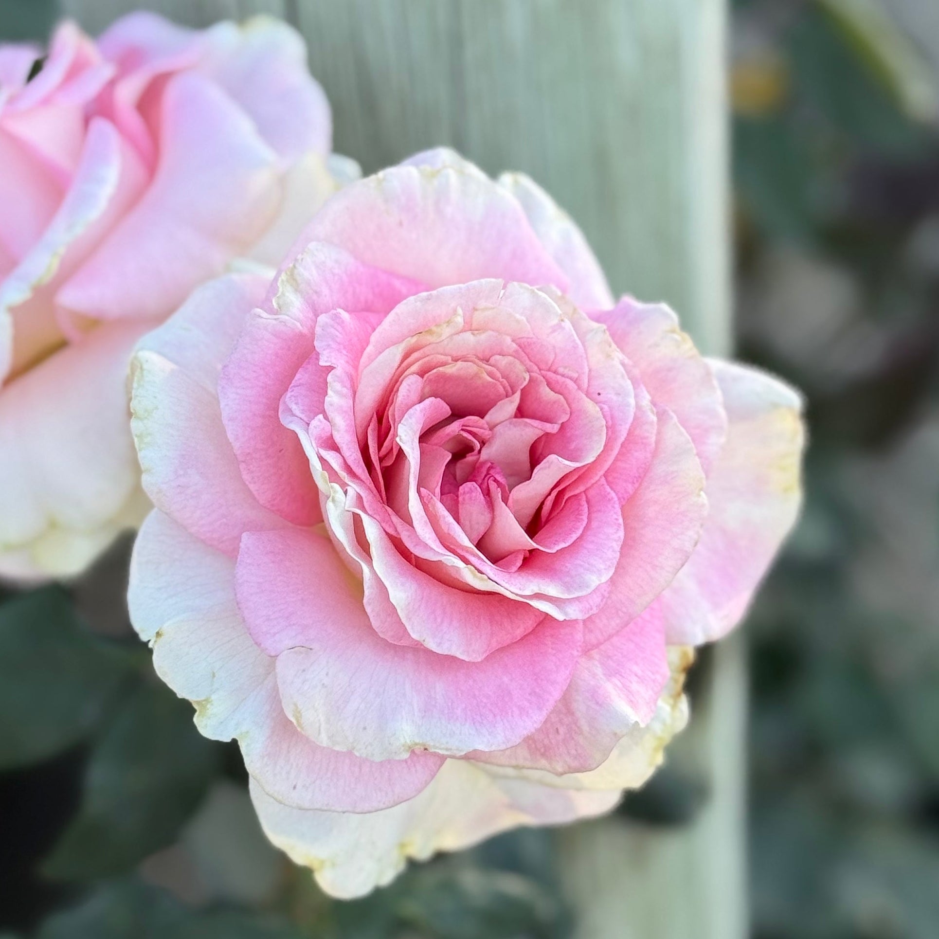 Falling in Love Potted Rose Bush | Pink White Hybrid Tea Rose