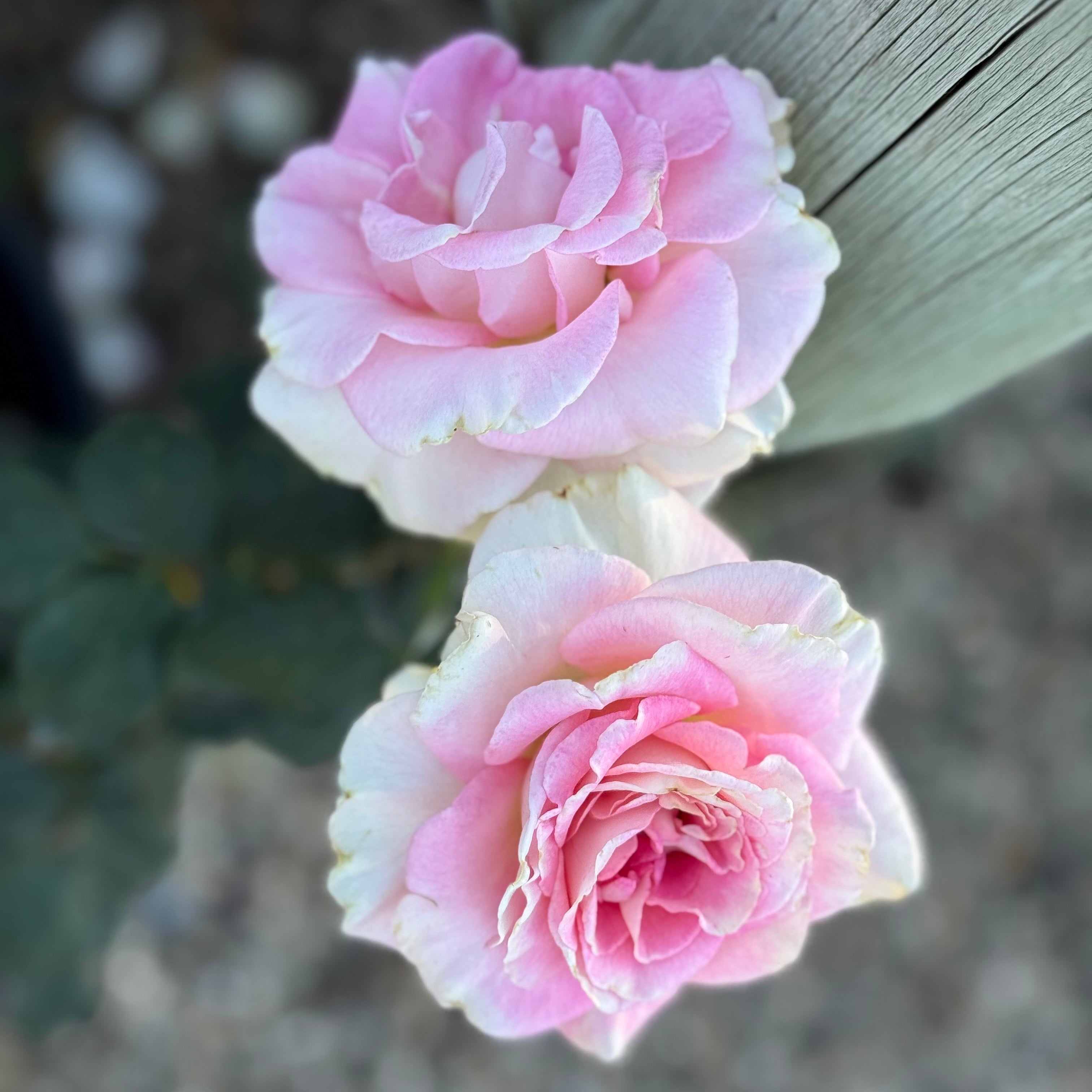 Falling in Love ™ Potted Rose Bush