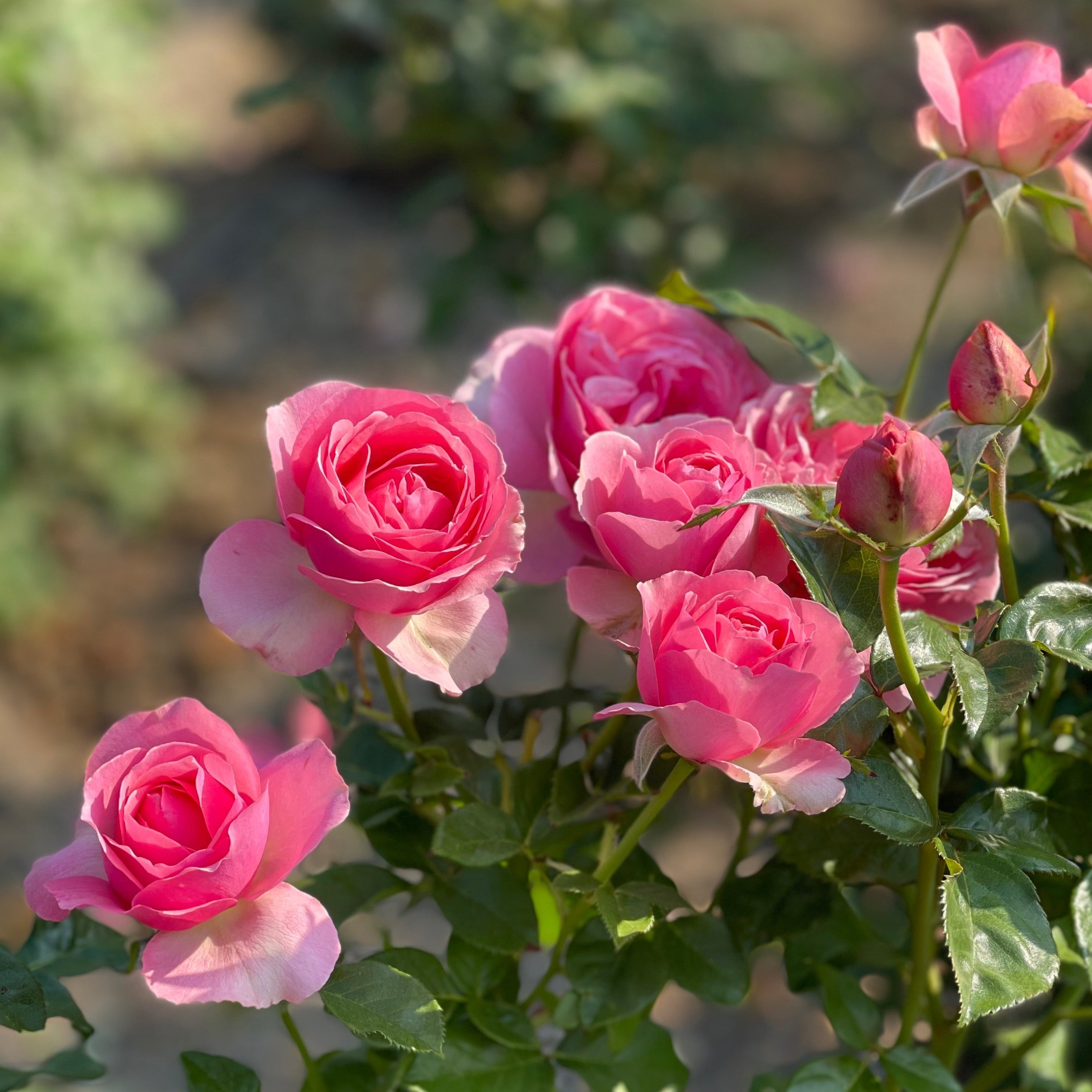 All Dressed Up™ Potted Rose Bush