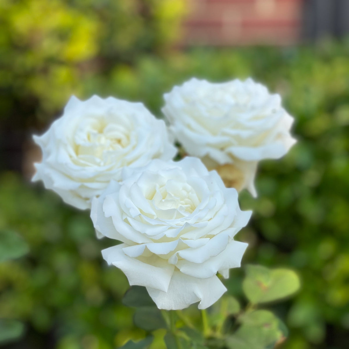 Pope John Paul II Potted Tree Rose