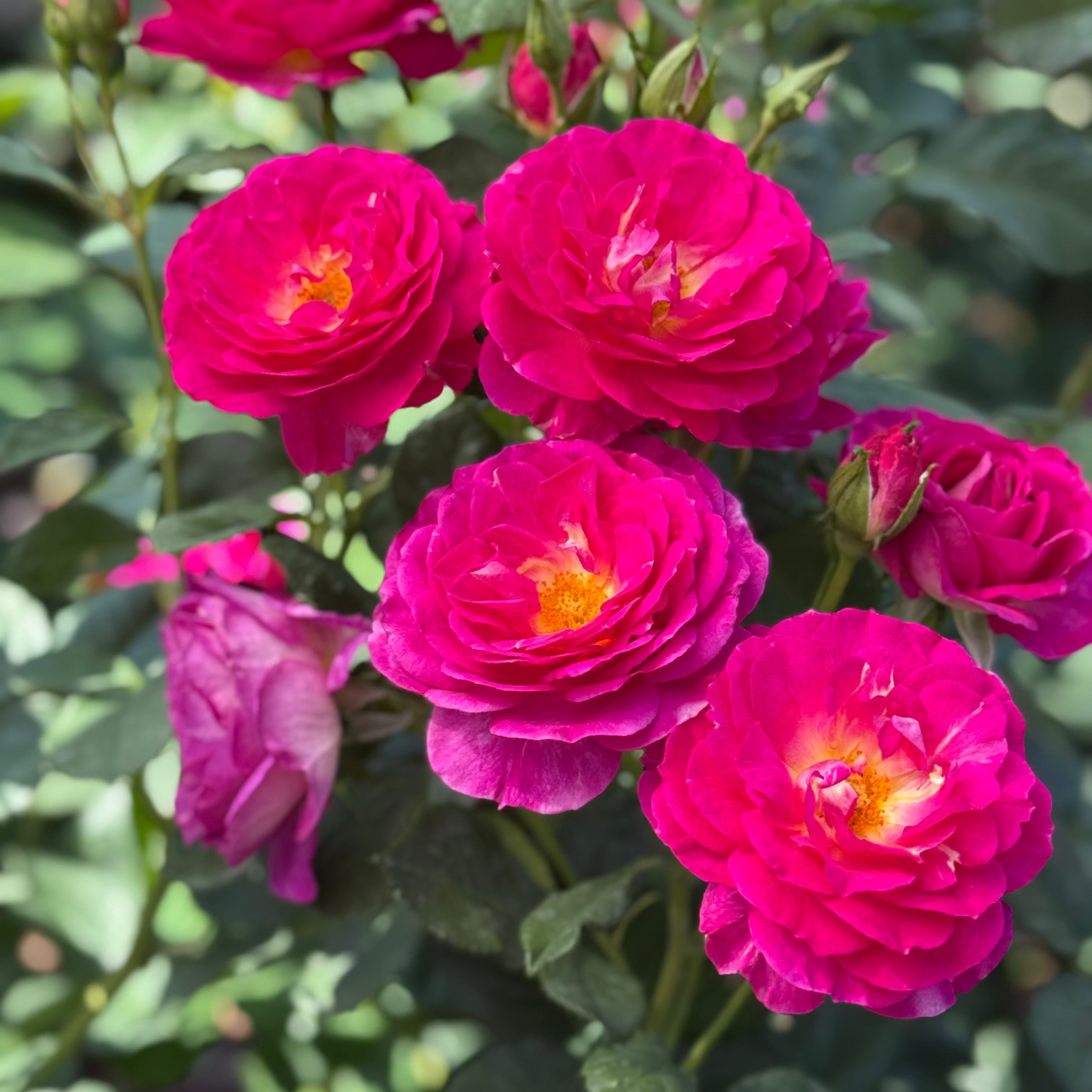 Outta the Blue Bare Root Rose Bush