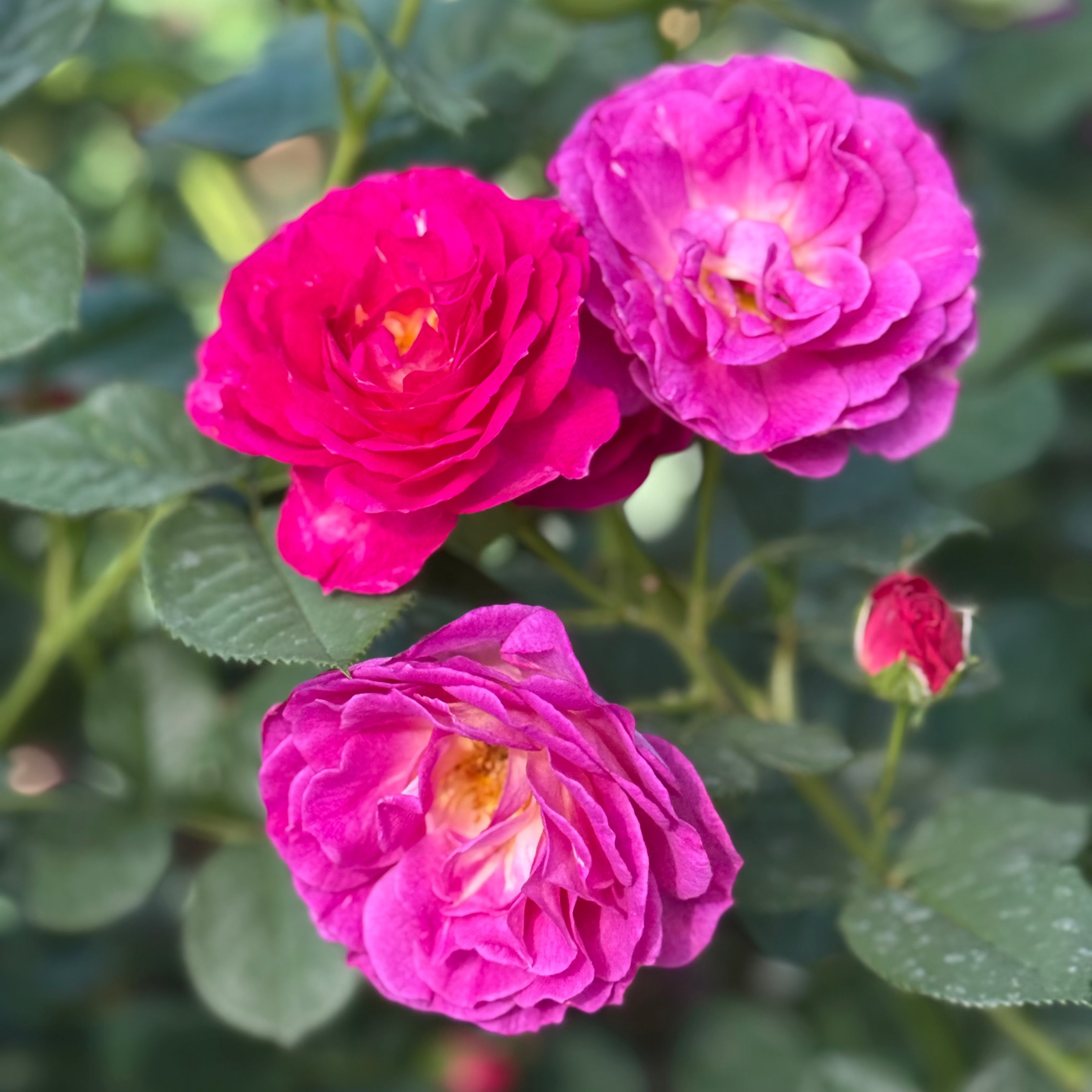 Outta the Blue™ Potted Rose Bush