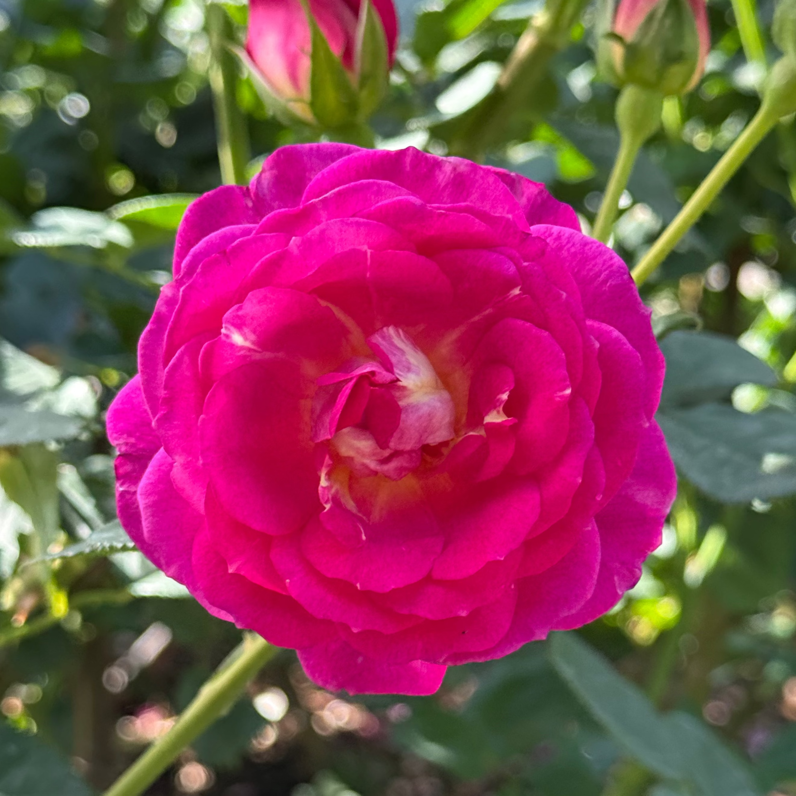 Outta the Blue™ Potted Rose Bush