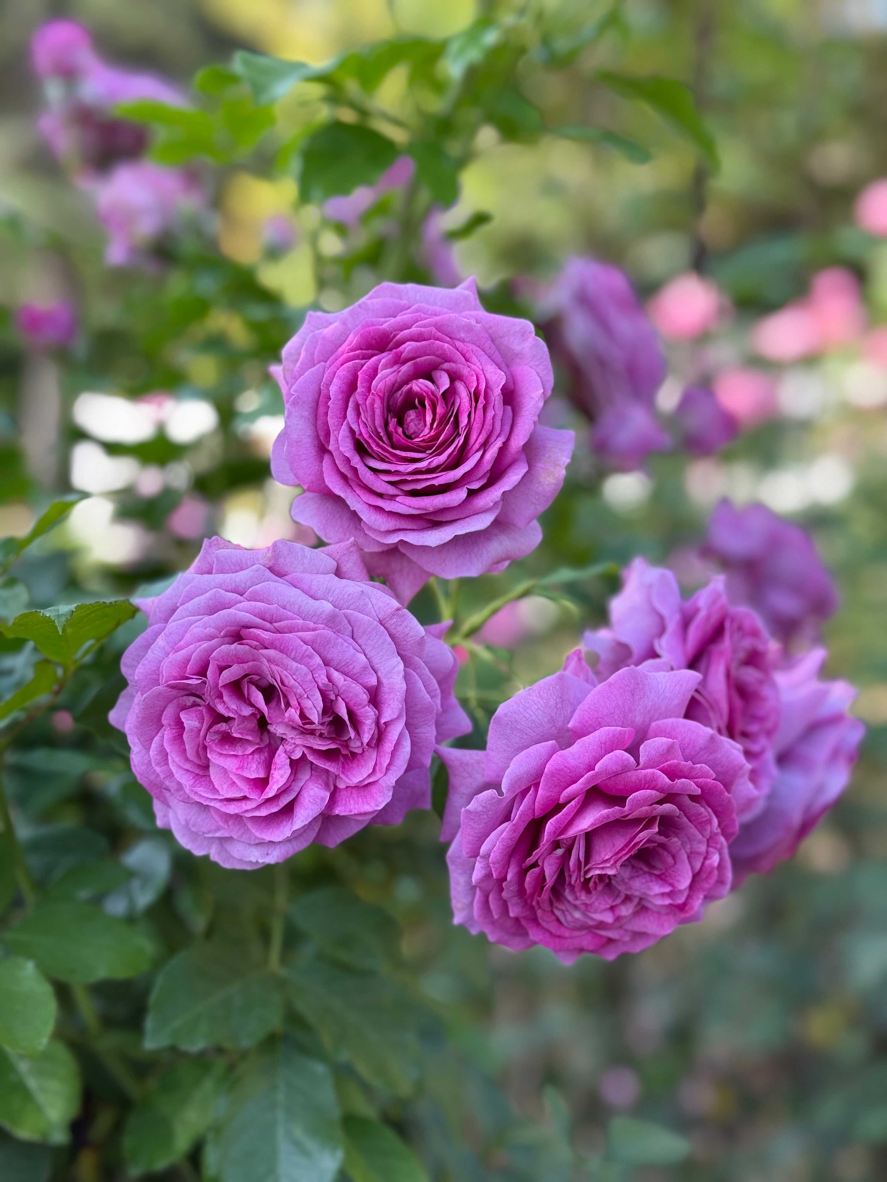 Sweet Madame Blue™ Bare Root Tree Rose