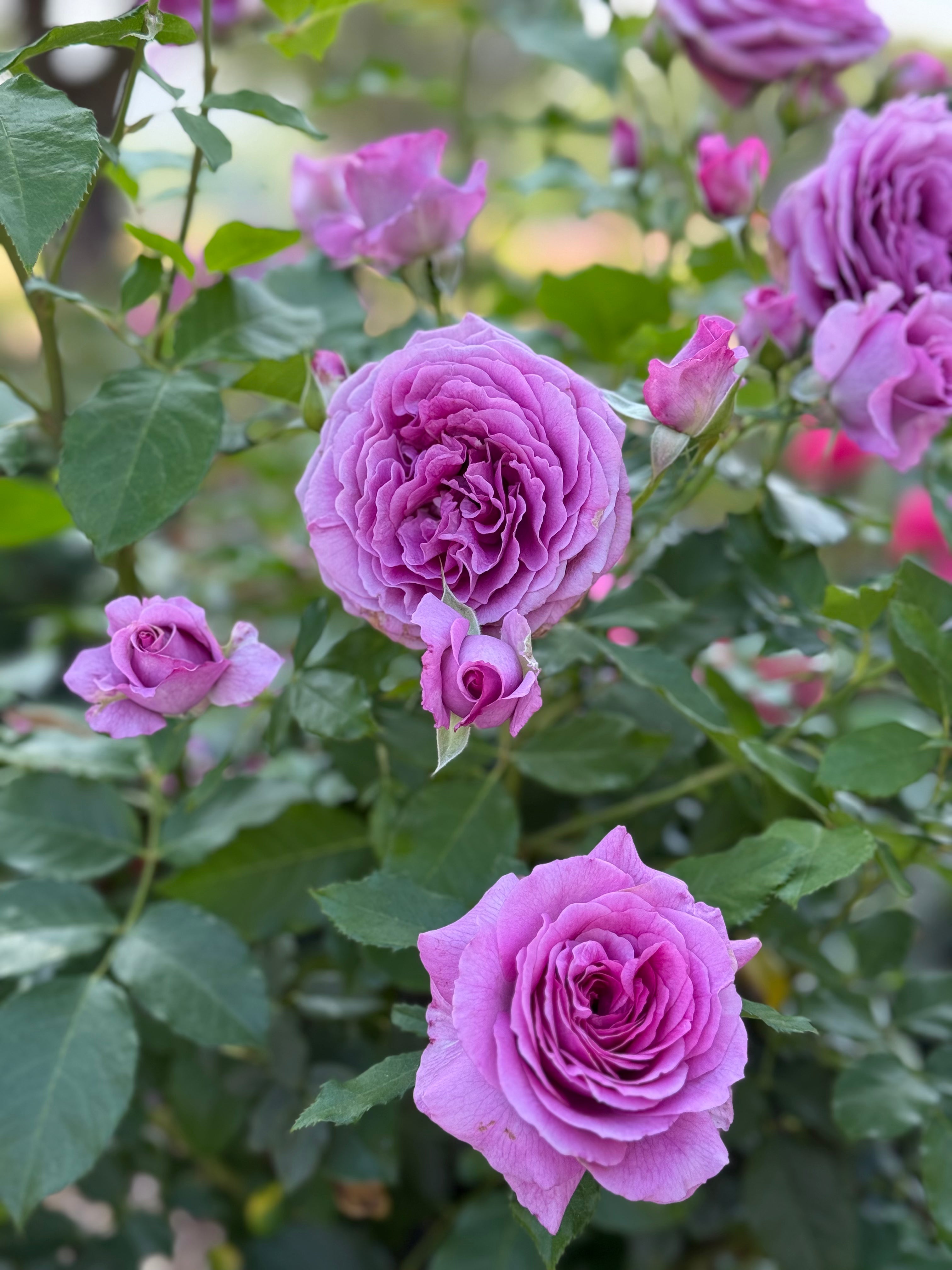 Sweet Madame Blue™ Bare Root Tree Rose