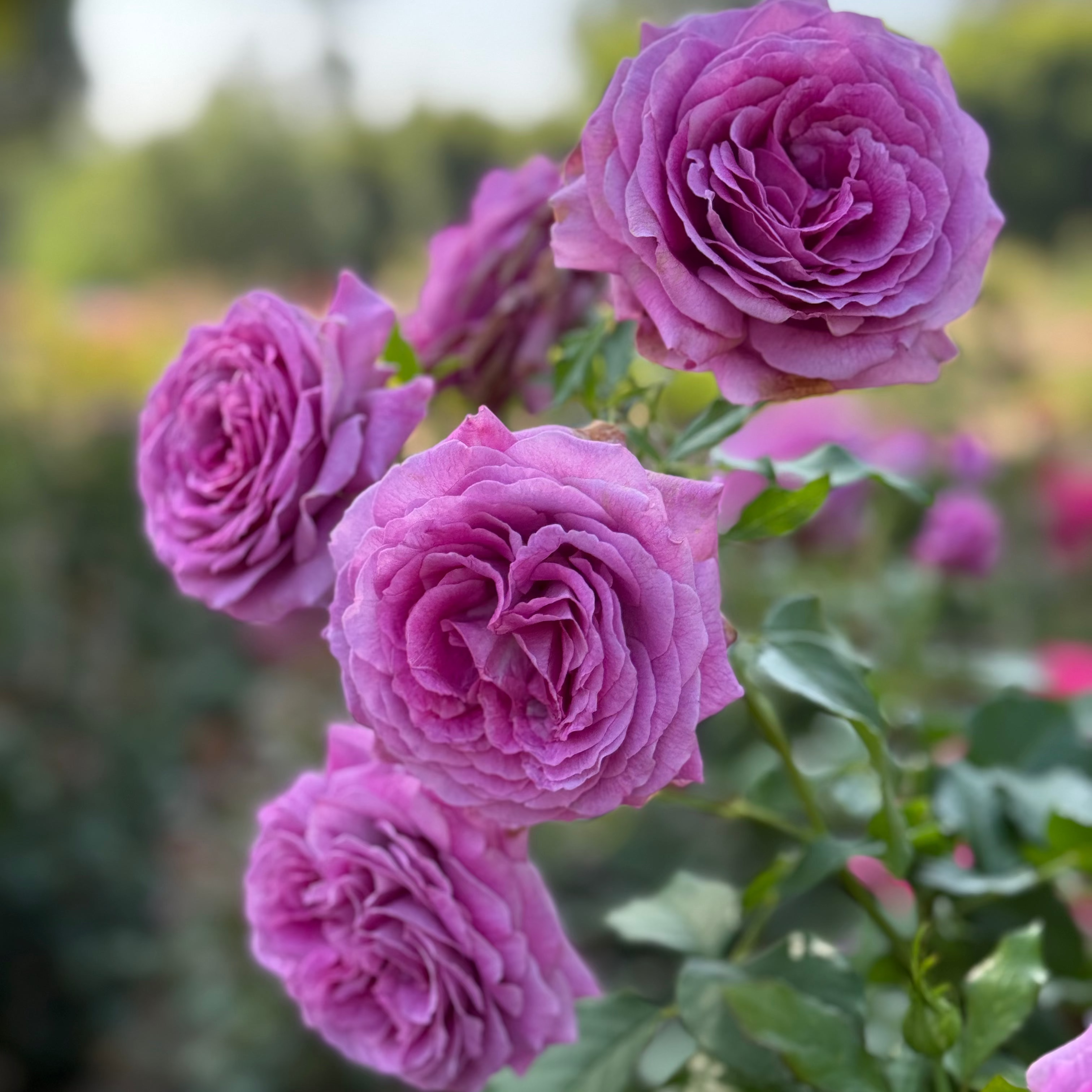 Sweet Madame Blue™ Bare Root Tree Rose