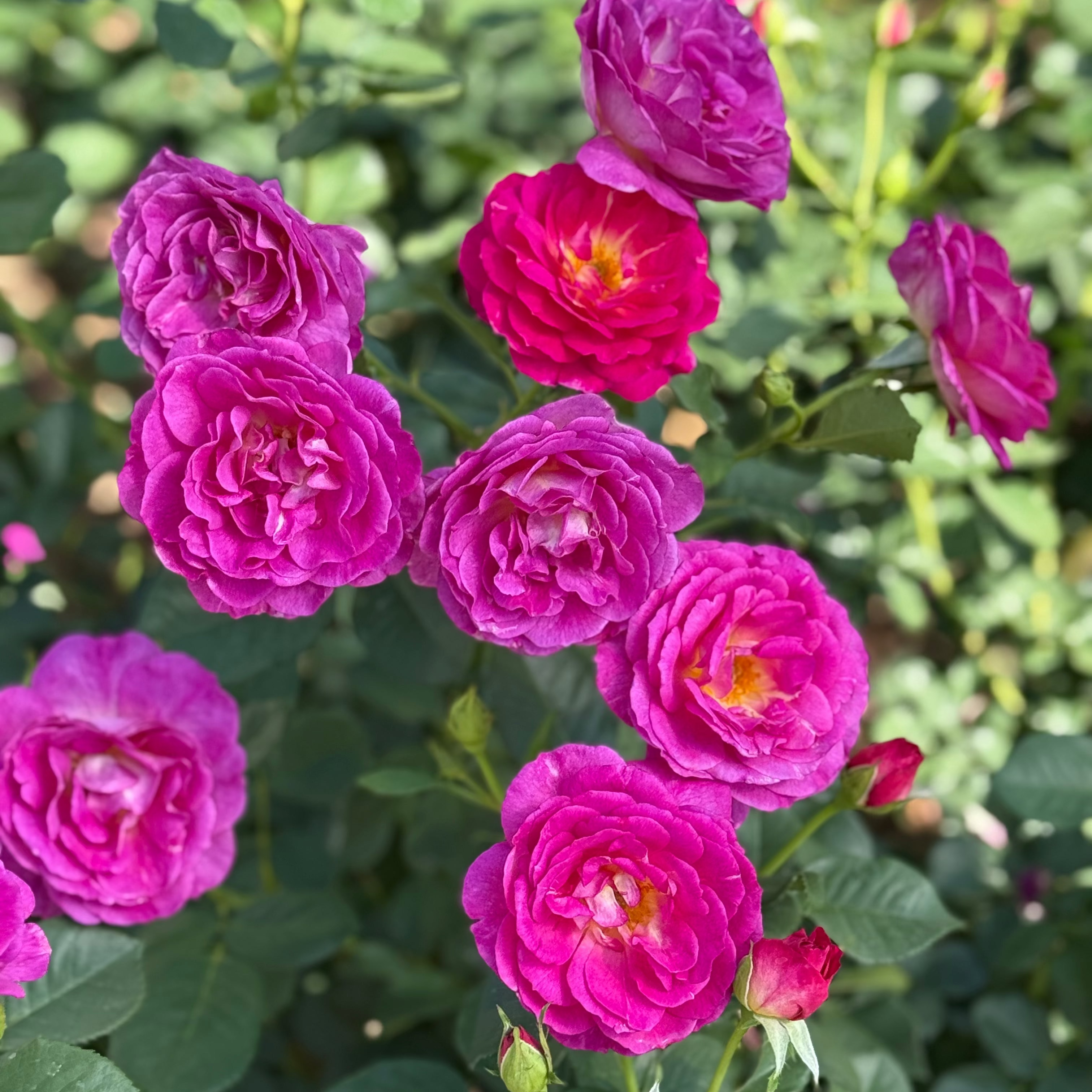 Outta the Blue™ Potted Rose Bush