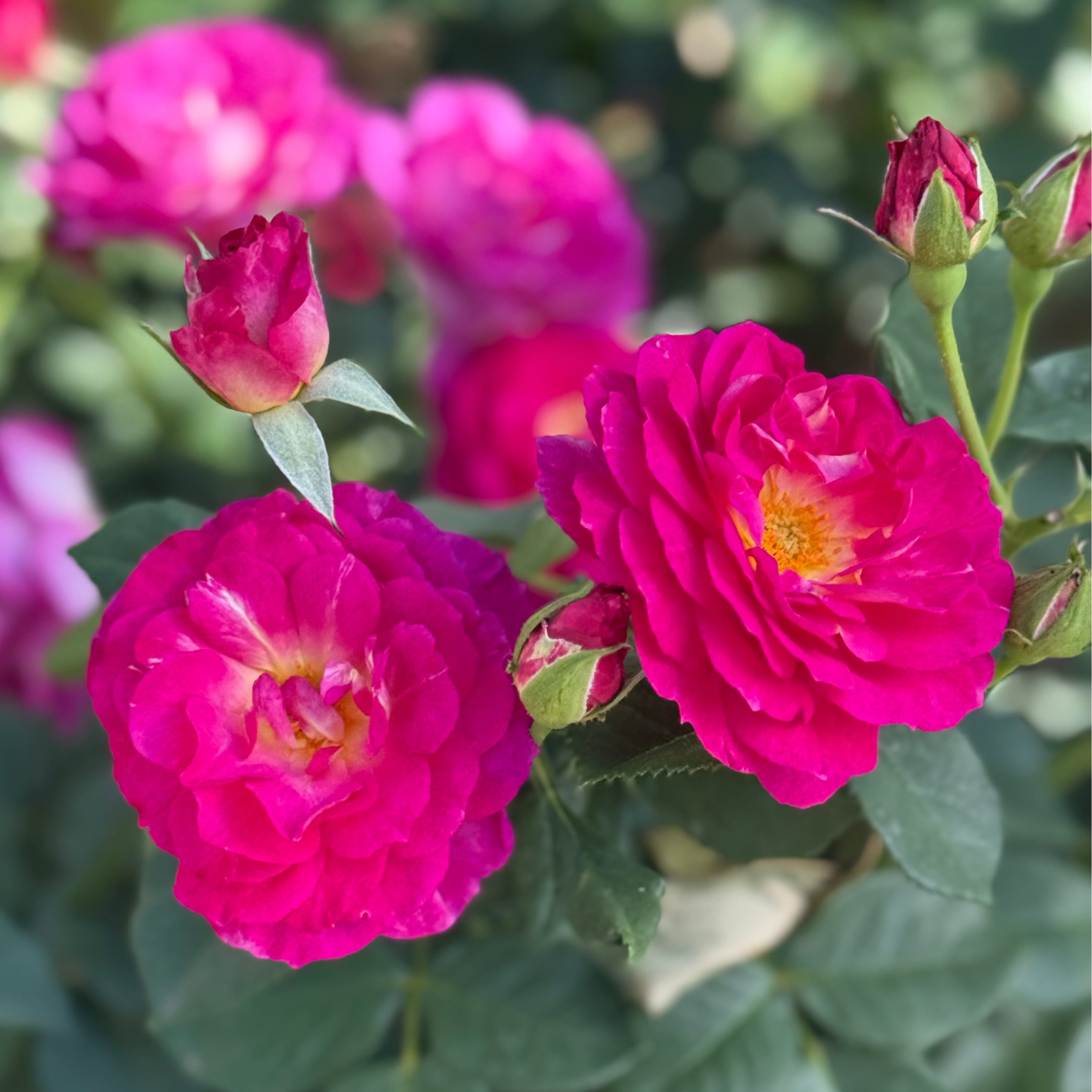 Outta the Blue™ Potted Rose Bush