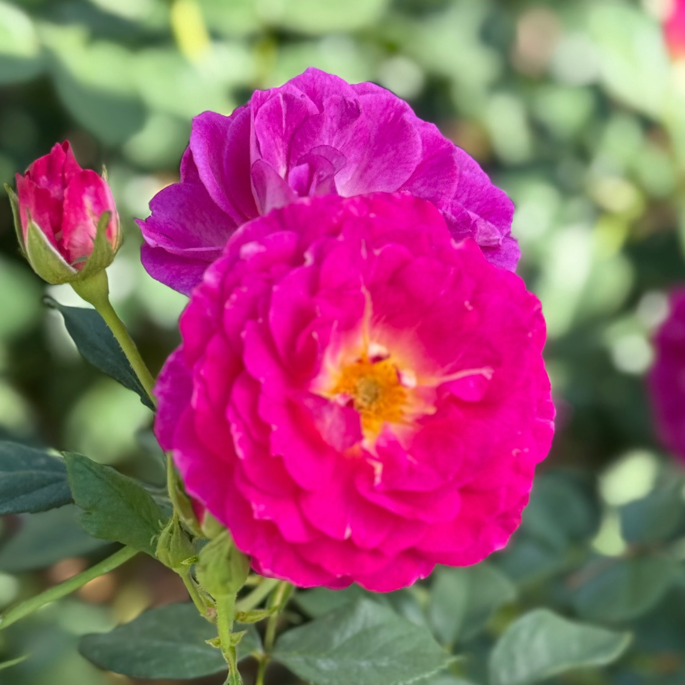 Outta the Blue™ Potted Rose Bush