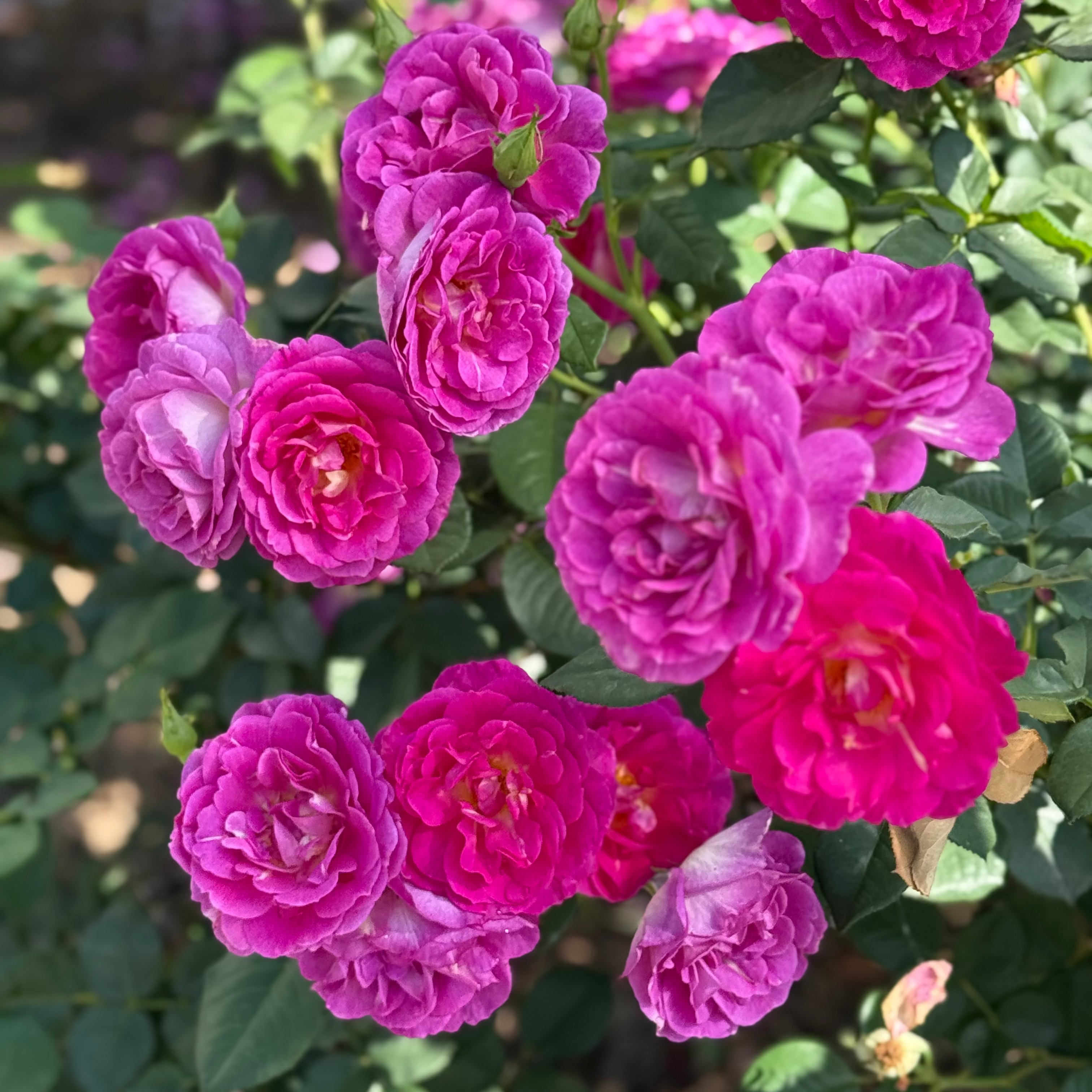 Outta the Blue™ Potted Rose Bush