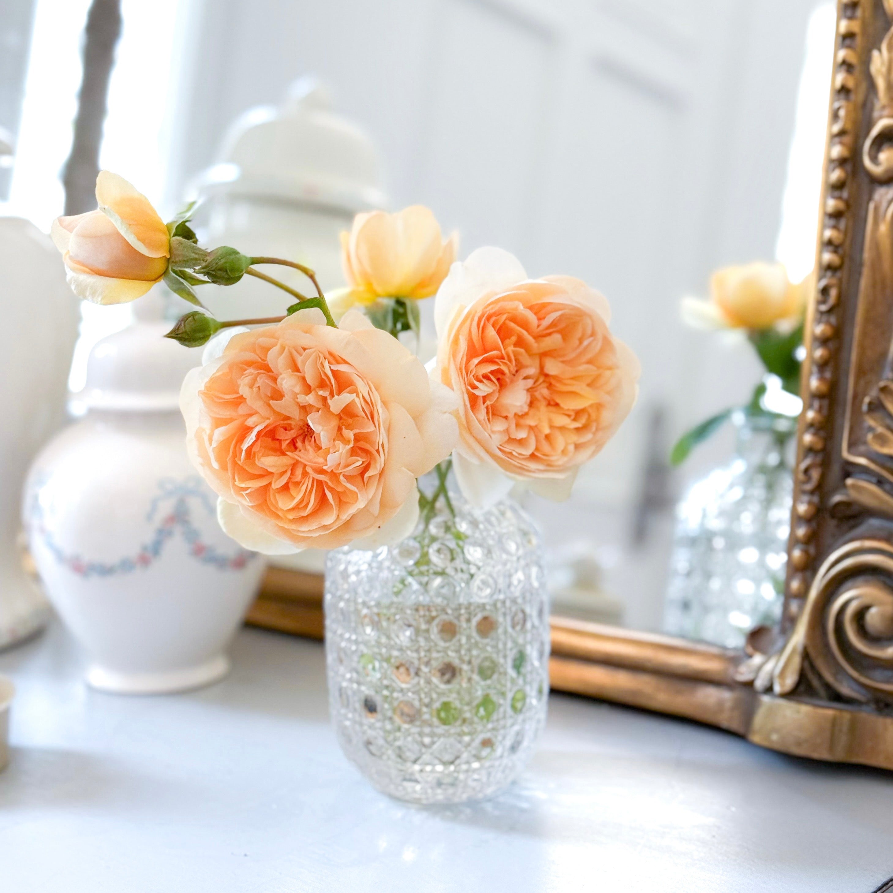 David Austin® Bring Me Sunshine™ Potted Rose Bush