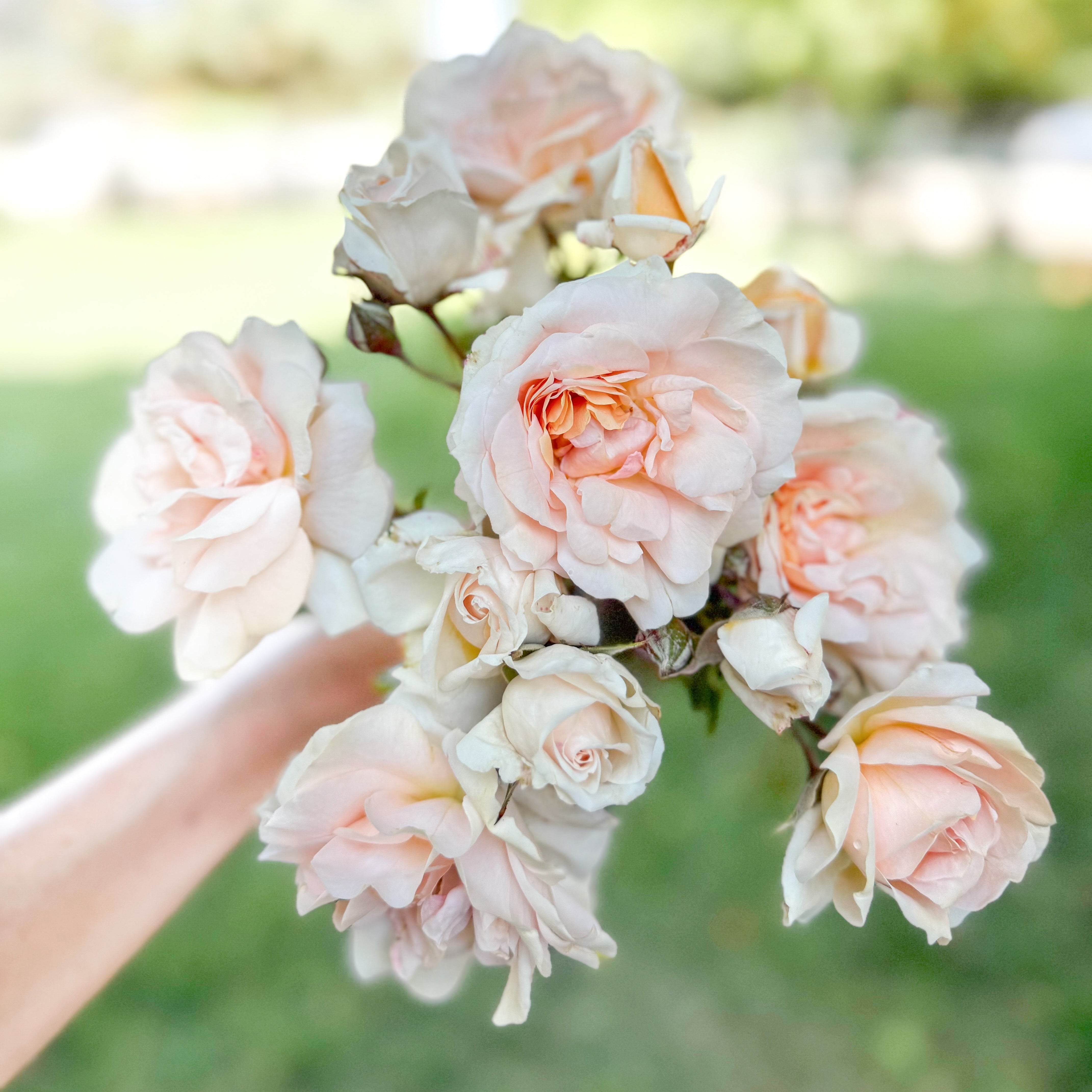 Veranda® Cream™ Potted Rose Bush