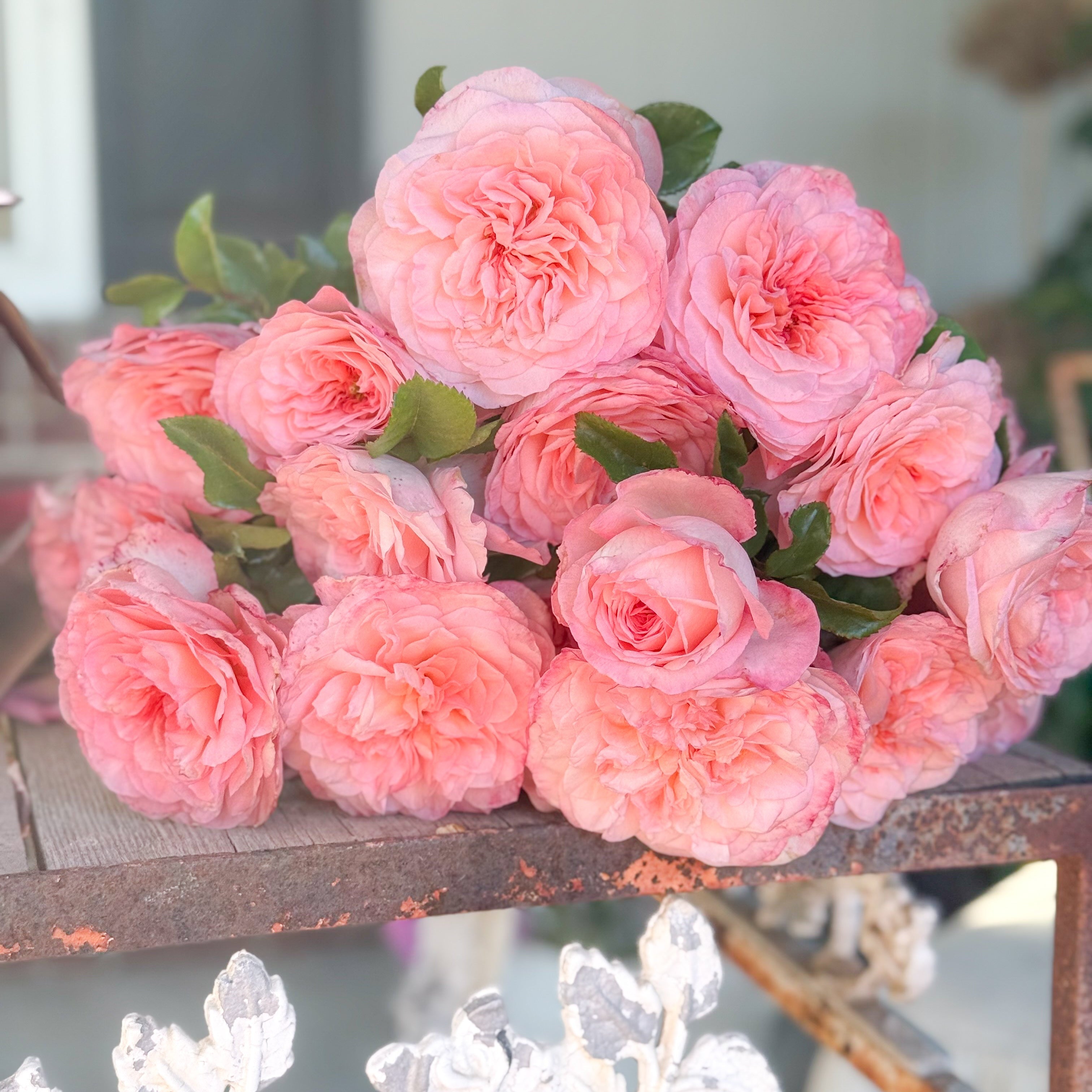 Sunbelt® Savannah™ Potted Rose Bush