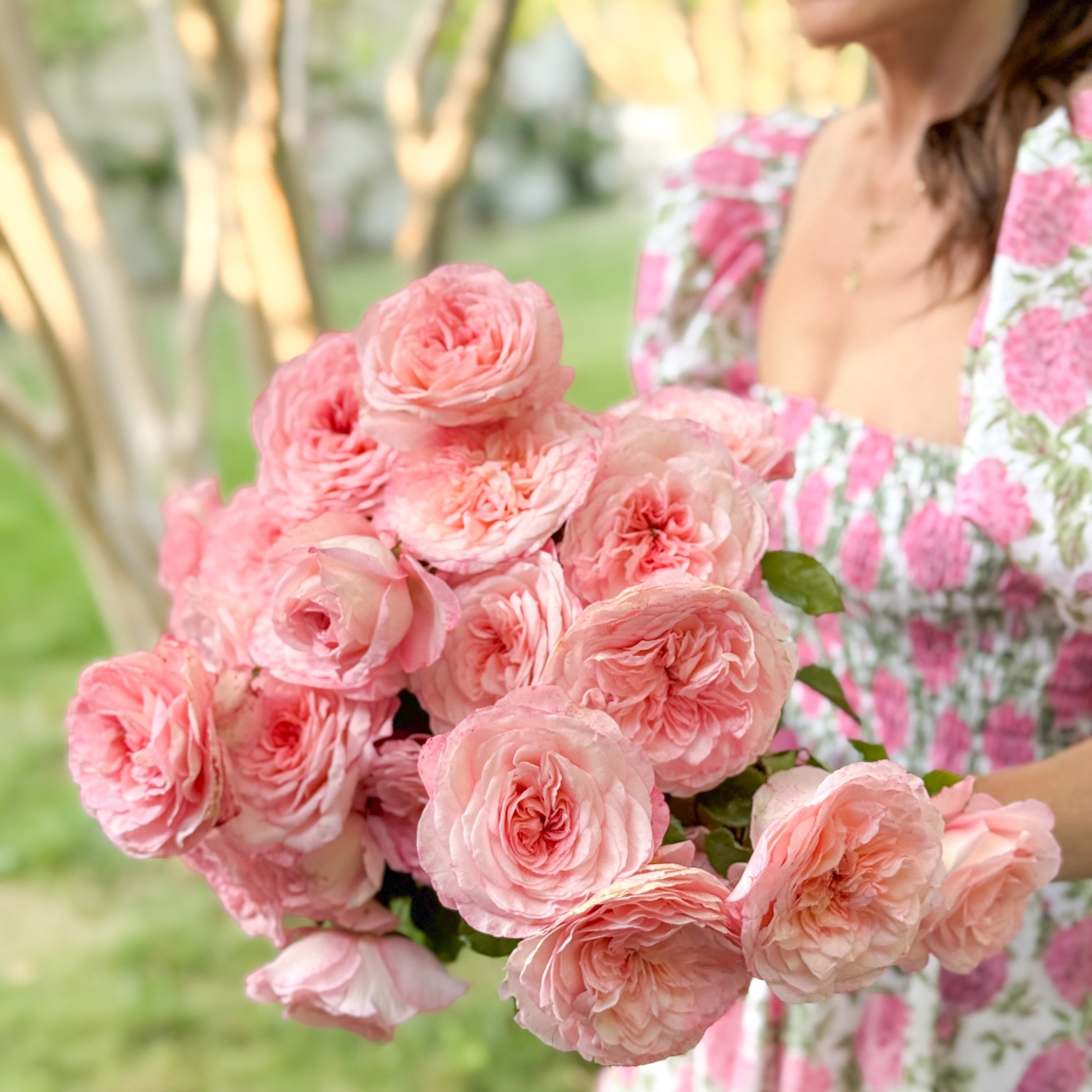 Sunbelt® Savannah™ Bare Root Rose Bush
