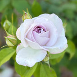 Sterling Silver Bare Root Rose Bush