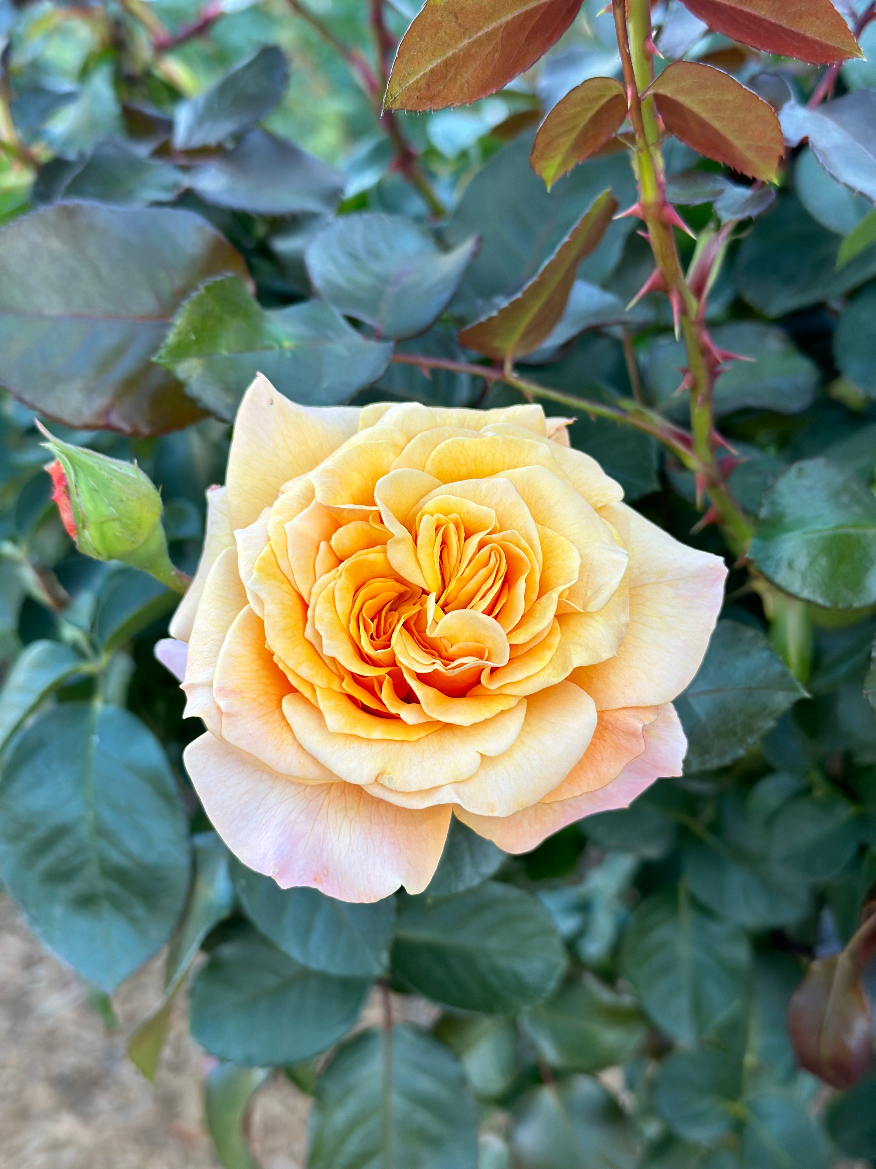 Morning Glow™ Bare Root Rose Bush