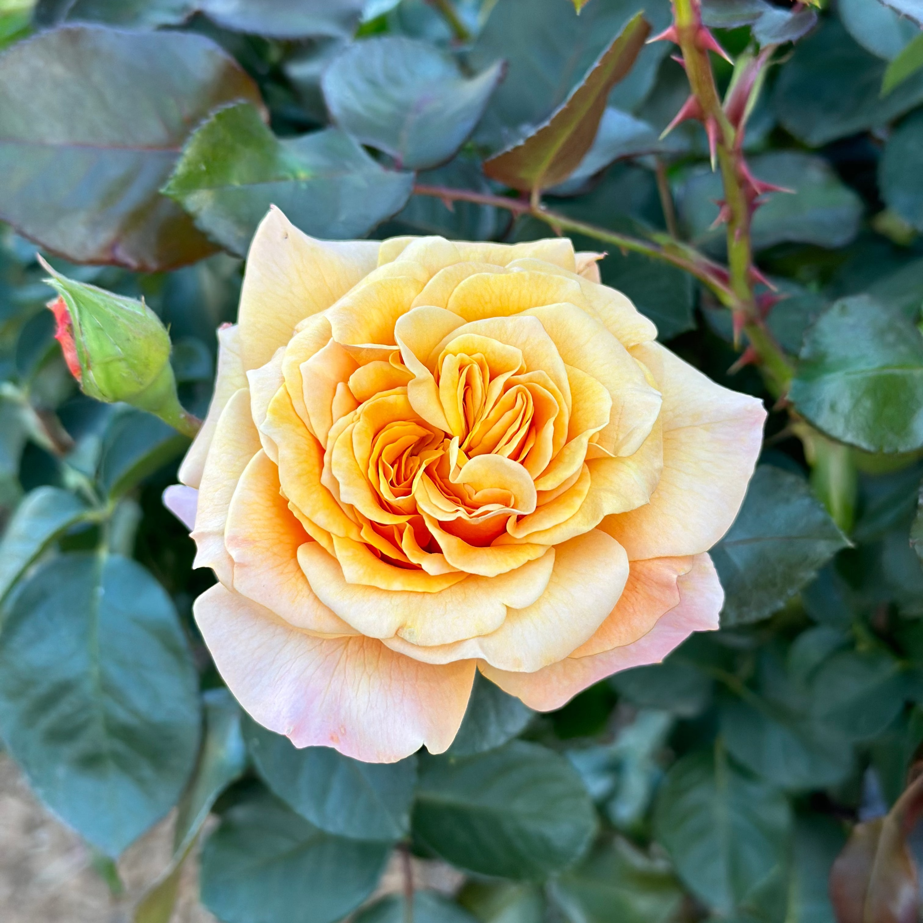 Morning Glow™ Bare Root Rose Bush