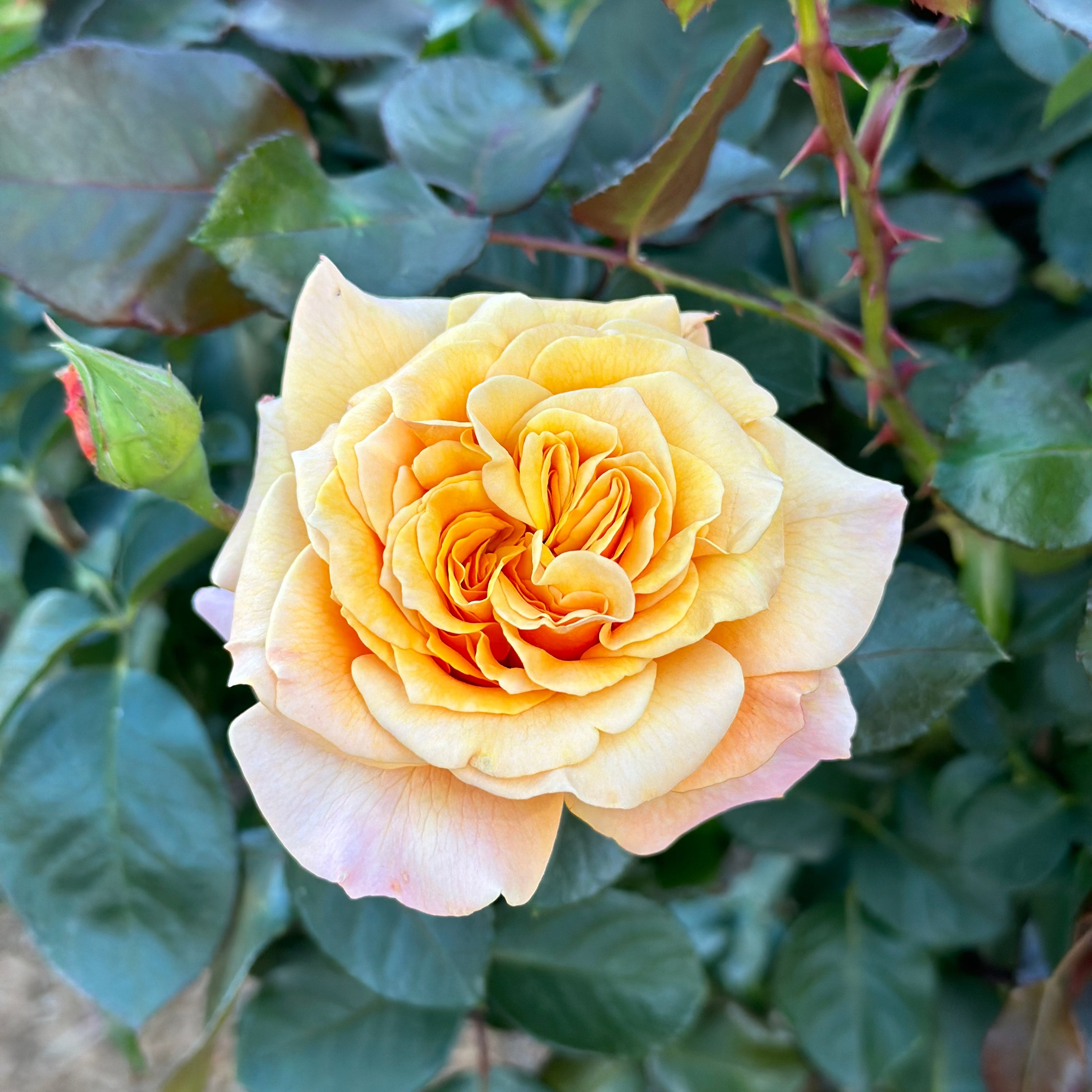 Morning Glow™ Bare Root Tree Rose