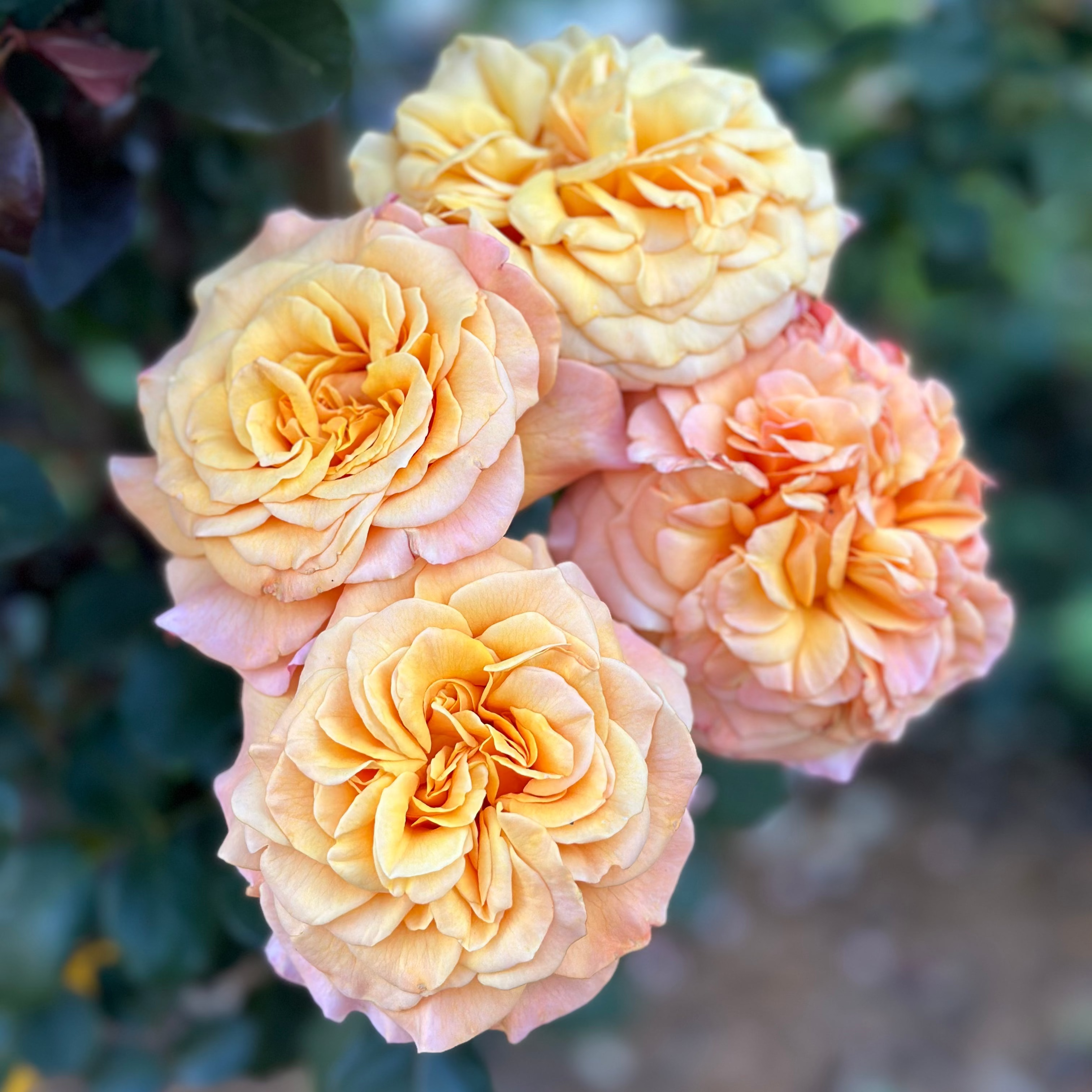 Morning Glow™ Potted Rose Bush