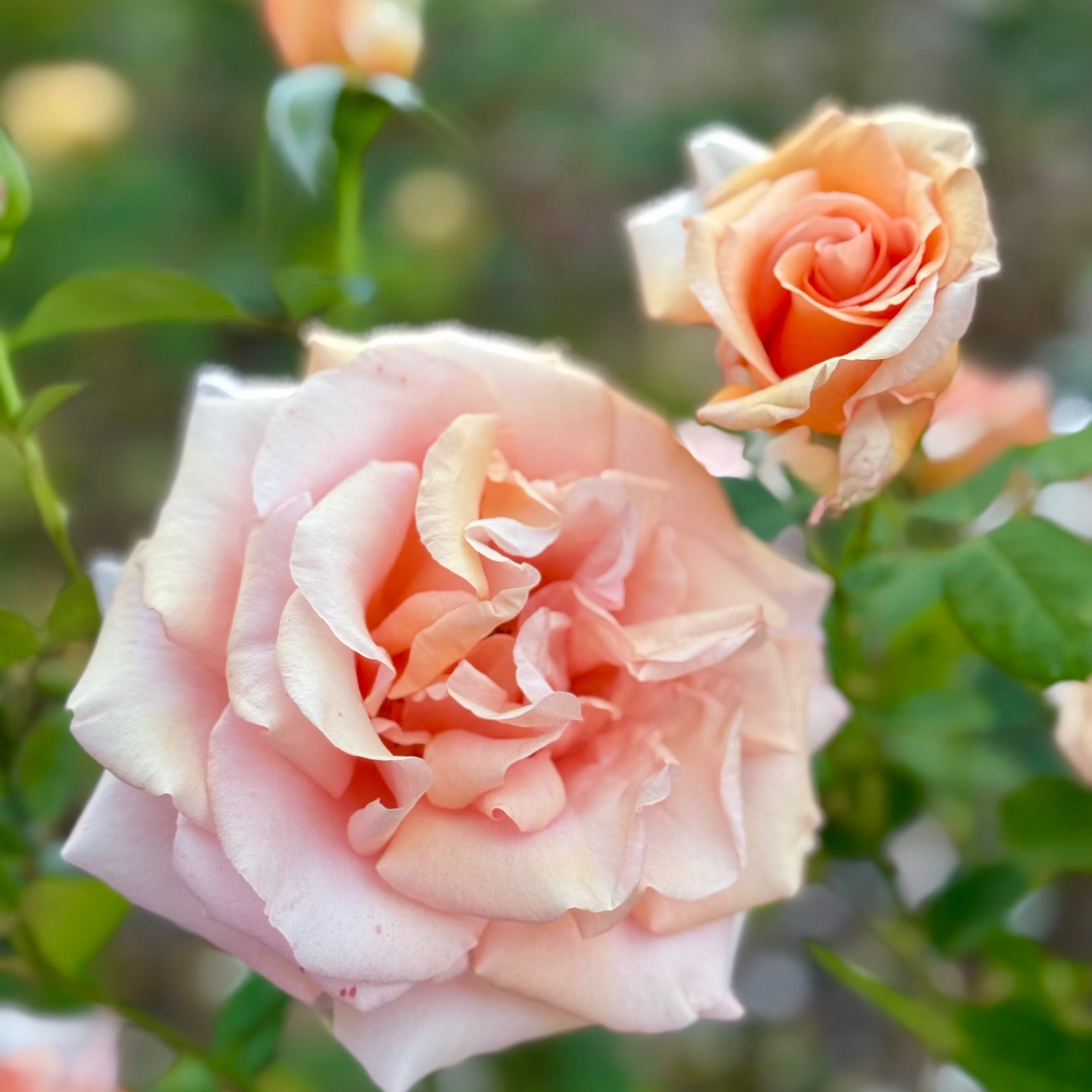 Sunset Celebration Potted Rose Bush