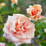 Sunset Celebration Potted Rose Bush