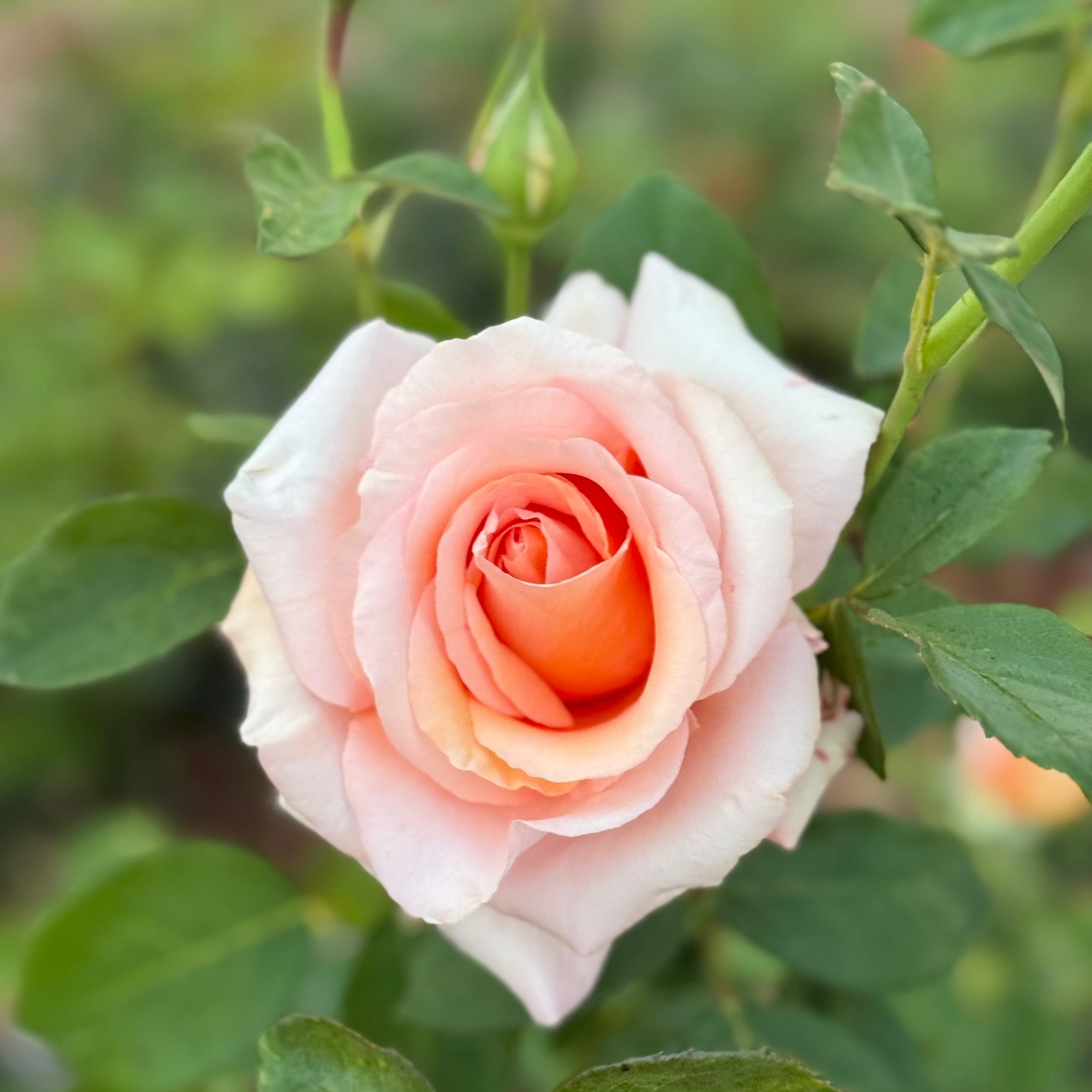 Sunset Celebration Potted Rose Bush