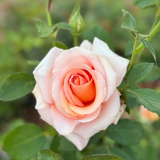 Sunset Celebration Bare Root Rose Bush