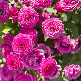 Light Years Away Bare Root Rose Bush