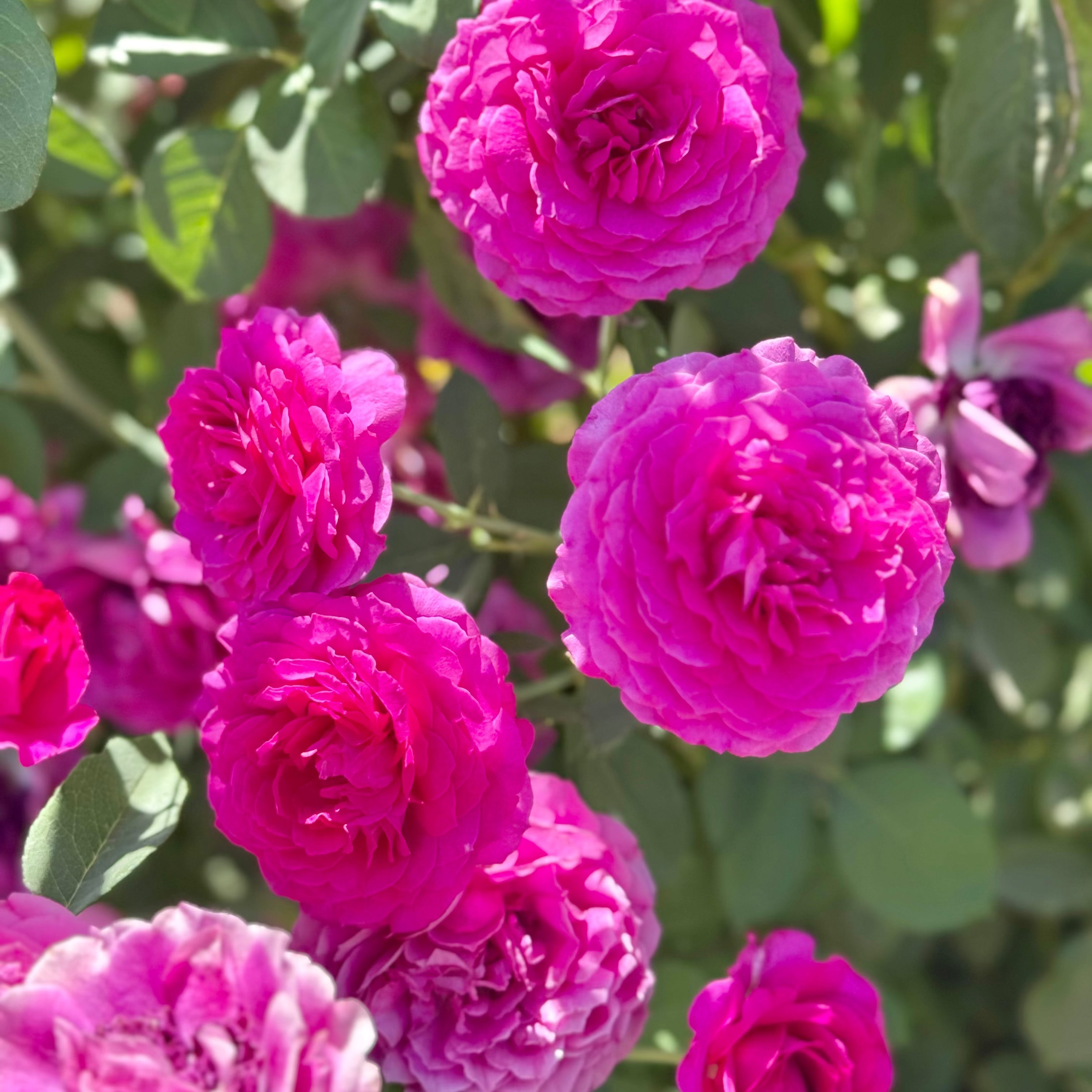 Light Years Away Bare Root Rose Bush