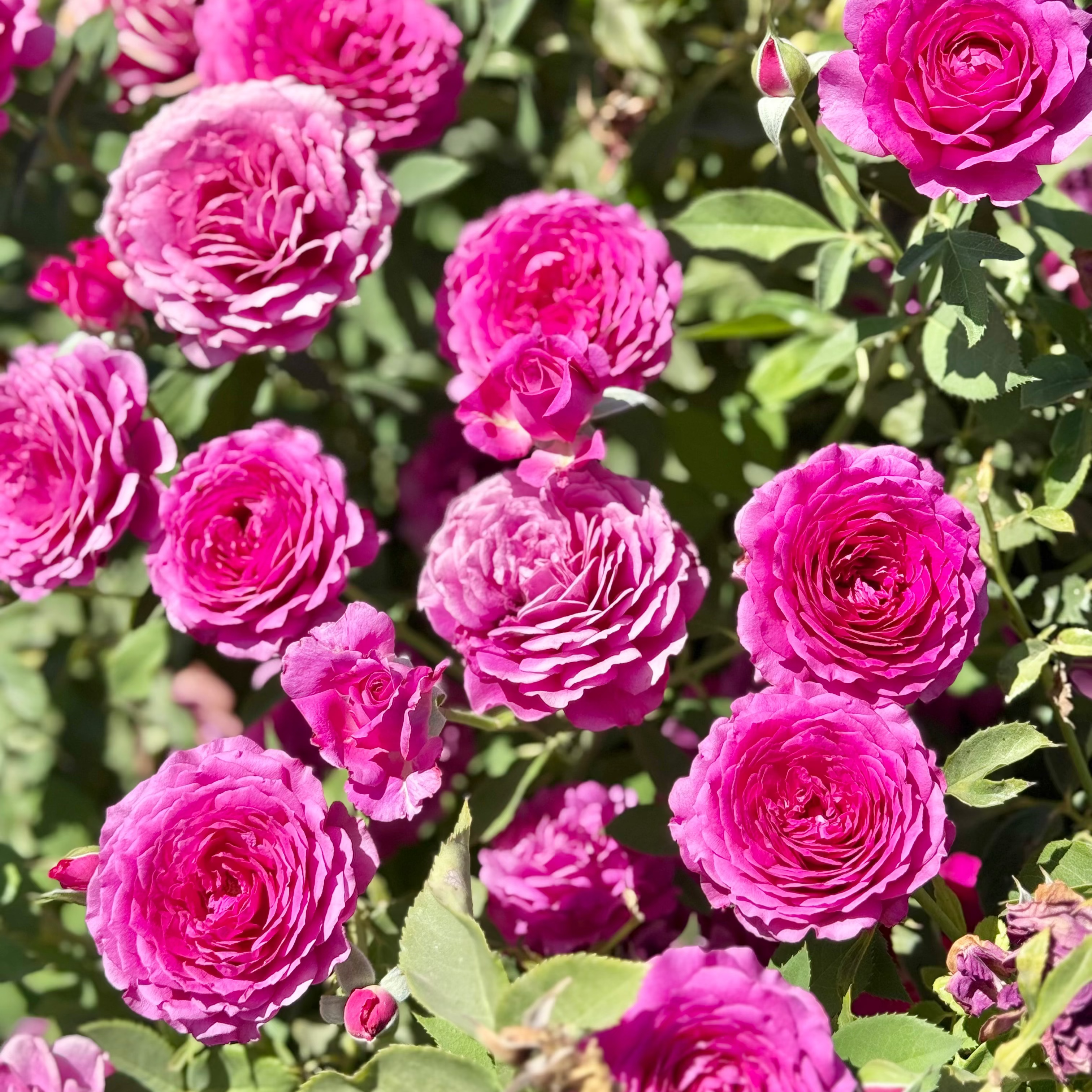 Light Years Away Bare Root Rose Bush