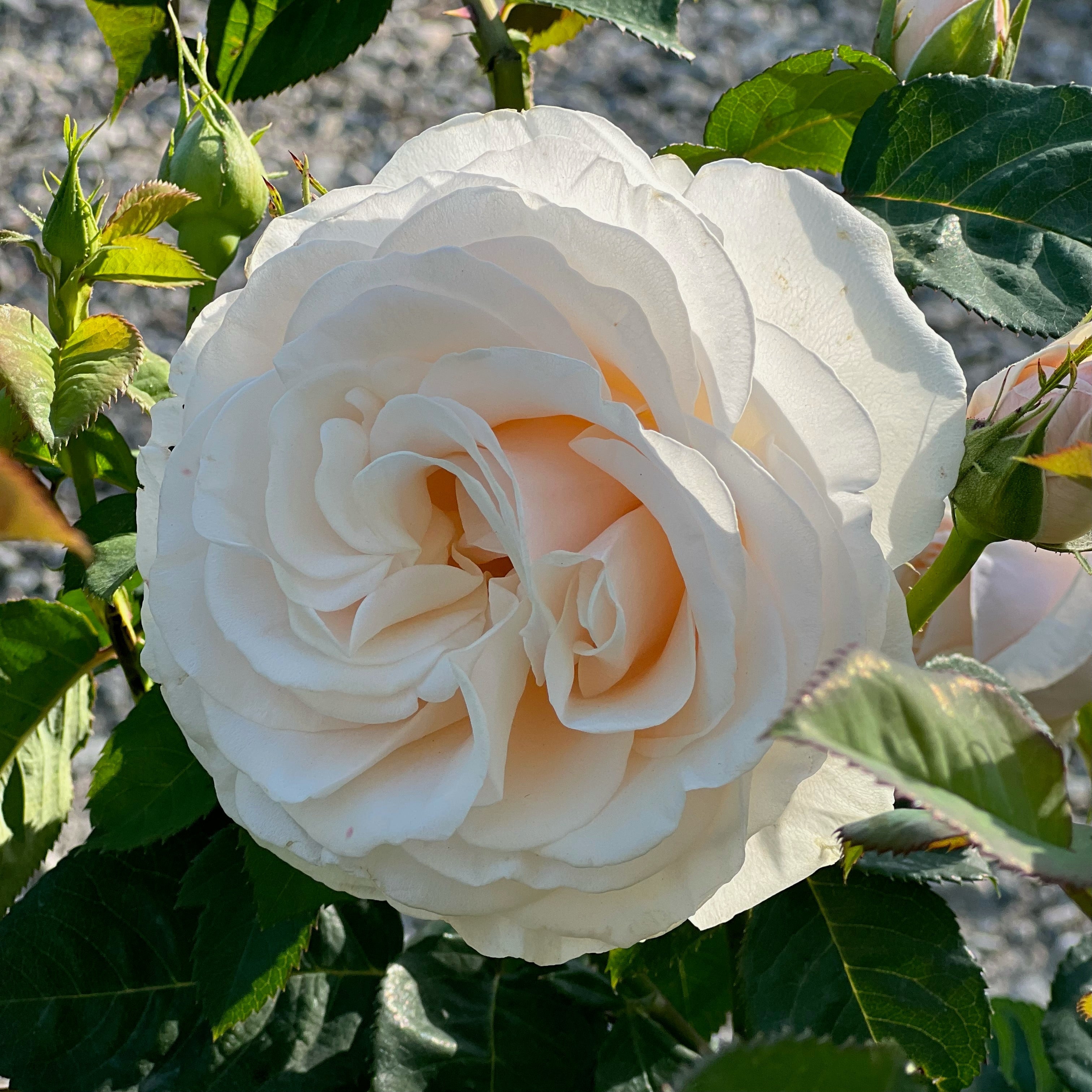 Easy Spirit⢠Potted Rose Bush