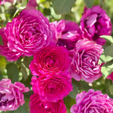 Light Years Away Bare Root Rose Bush