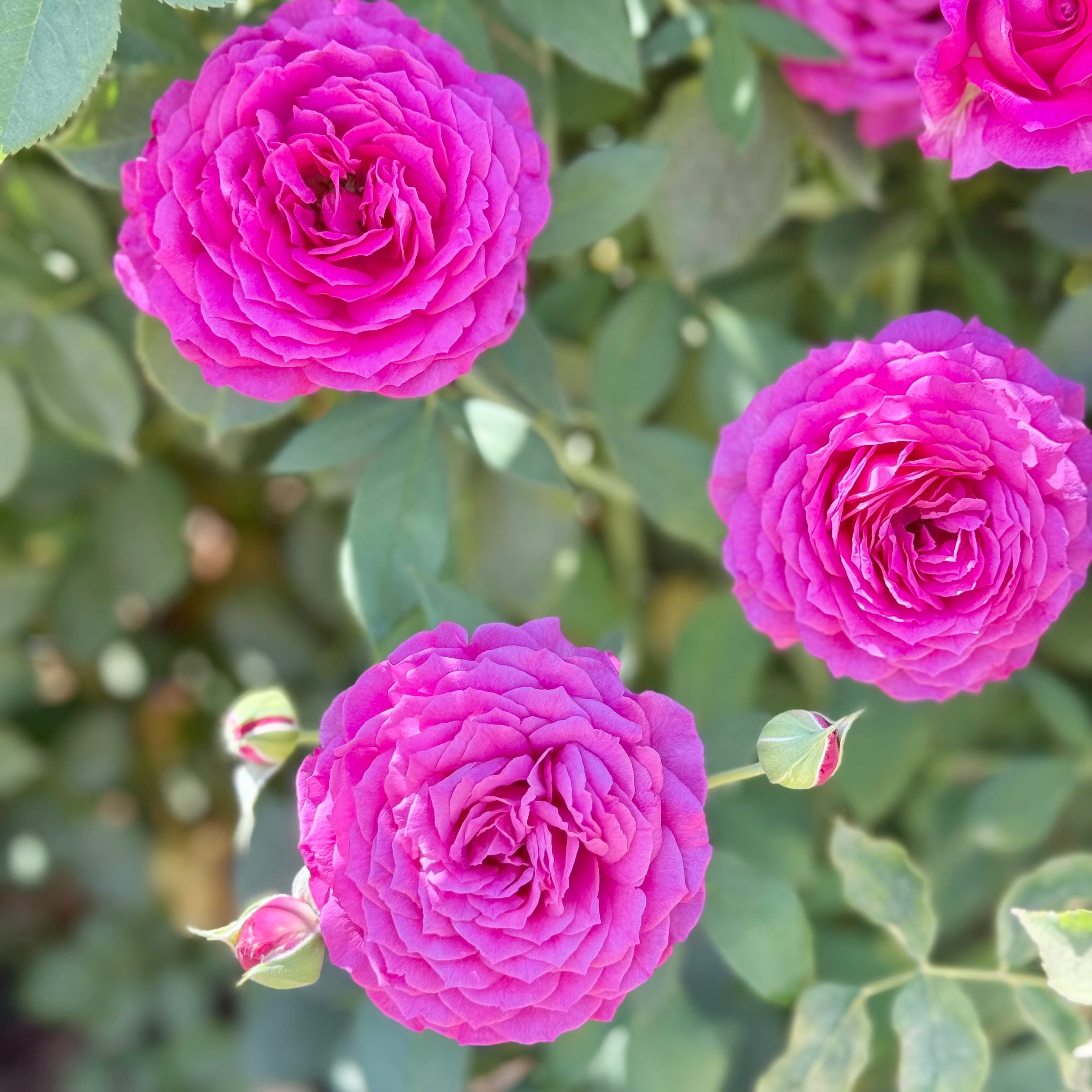 Light Years Away Bare Root Rose Bush