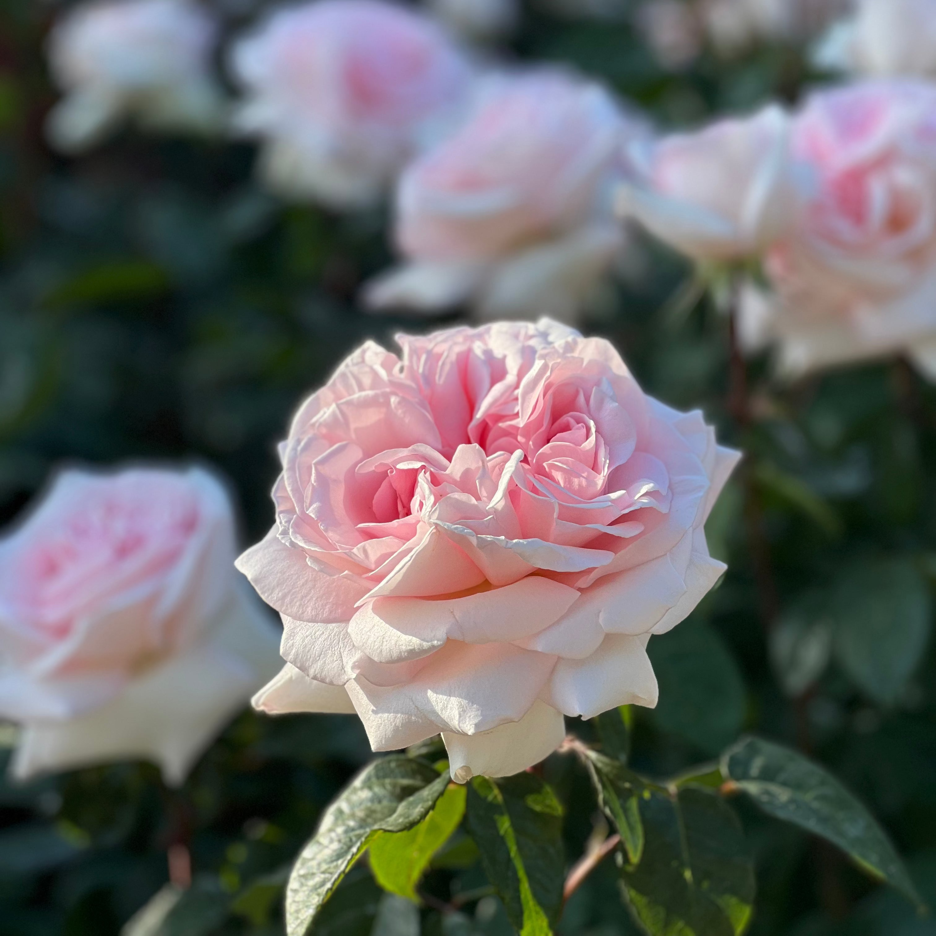 Close-up of a pink rose with a blurred background of more roses and greenery