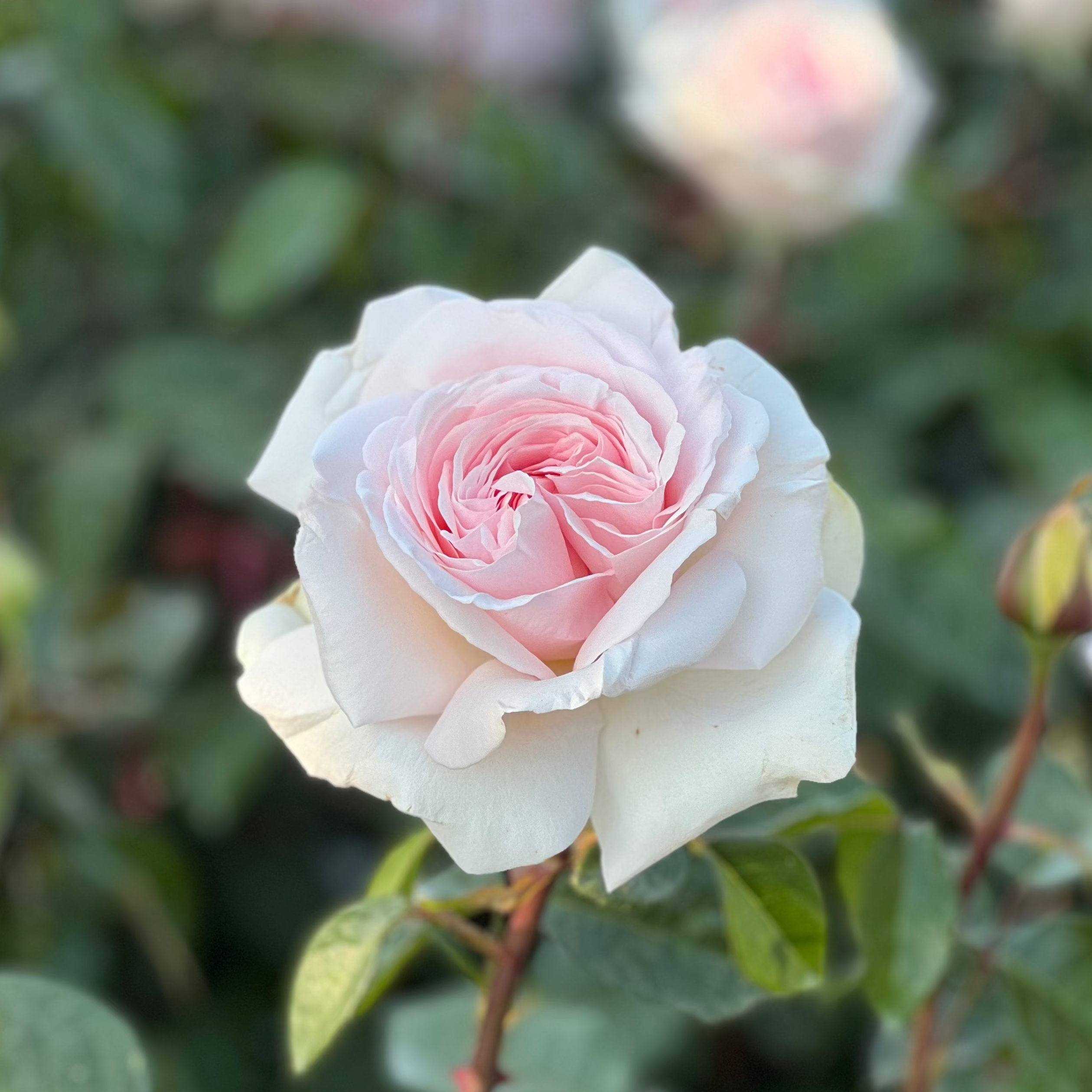 Francis Meilland® Potted Rose Bush