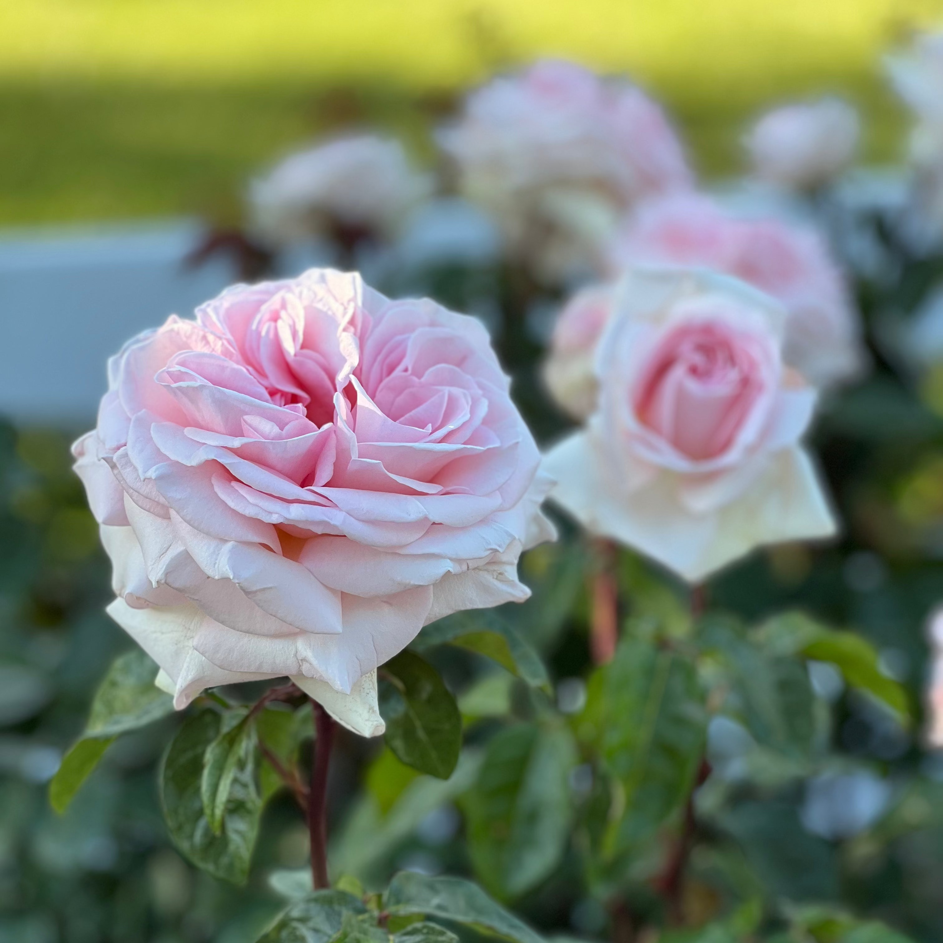 Francis Meilland® Potted Rose Bush