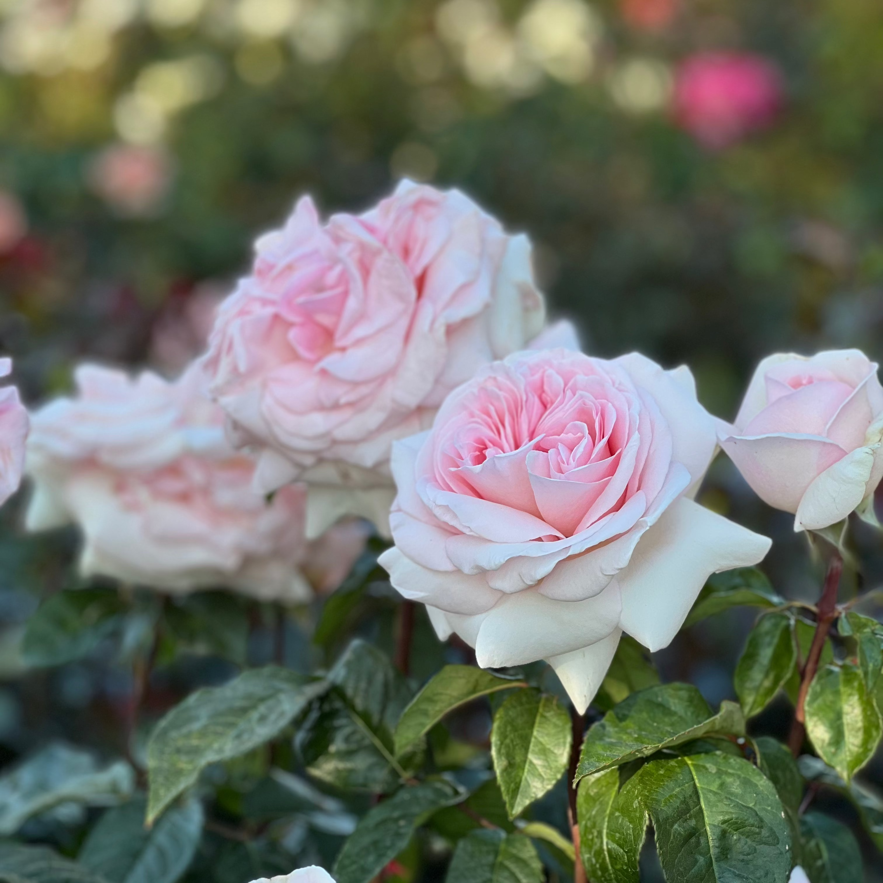 Francis Meilland® Potted Rose Bush