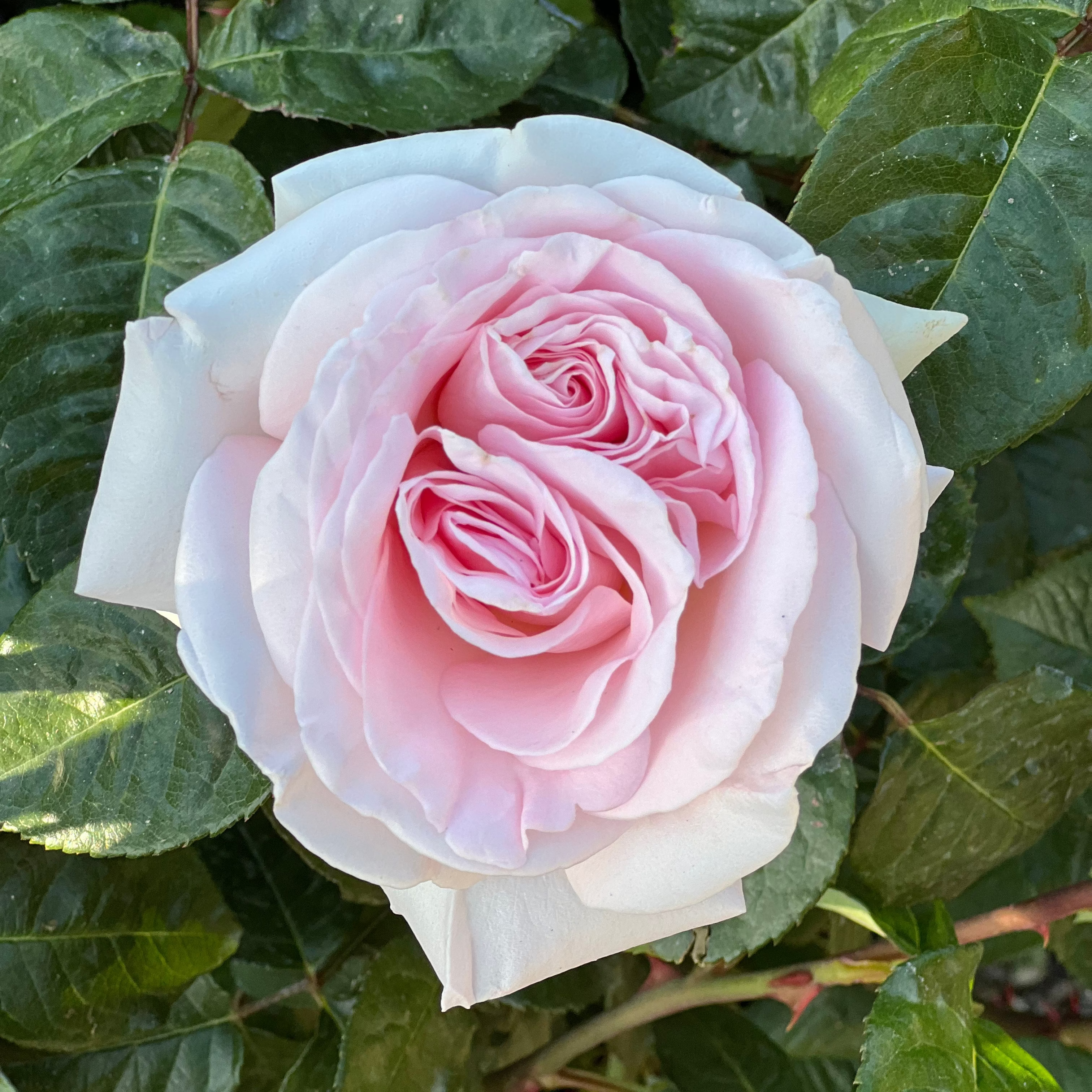 Francis Meilland® Potted Rose Bush