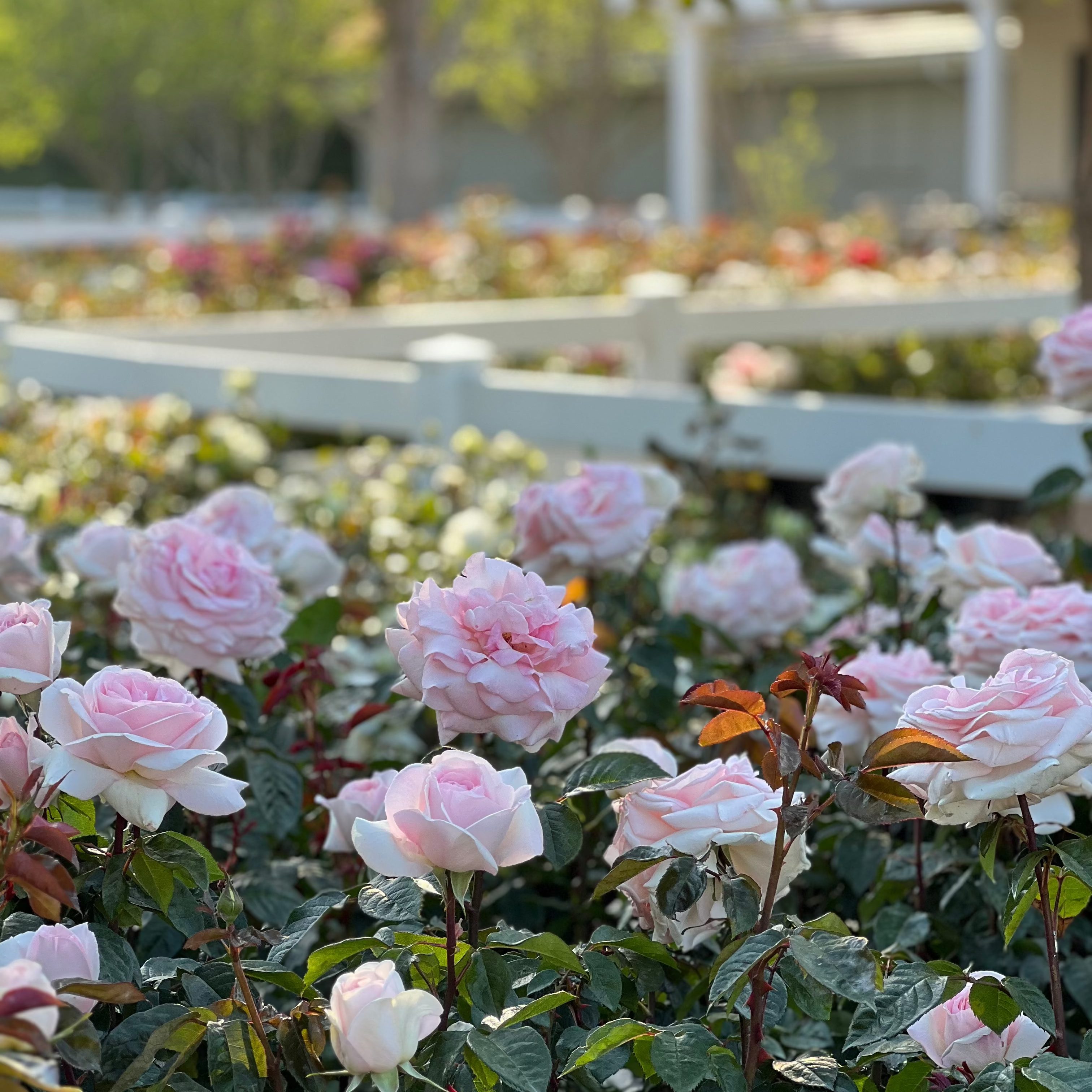 Francis Meilland® Potted Rose Bush