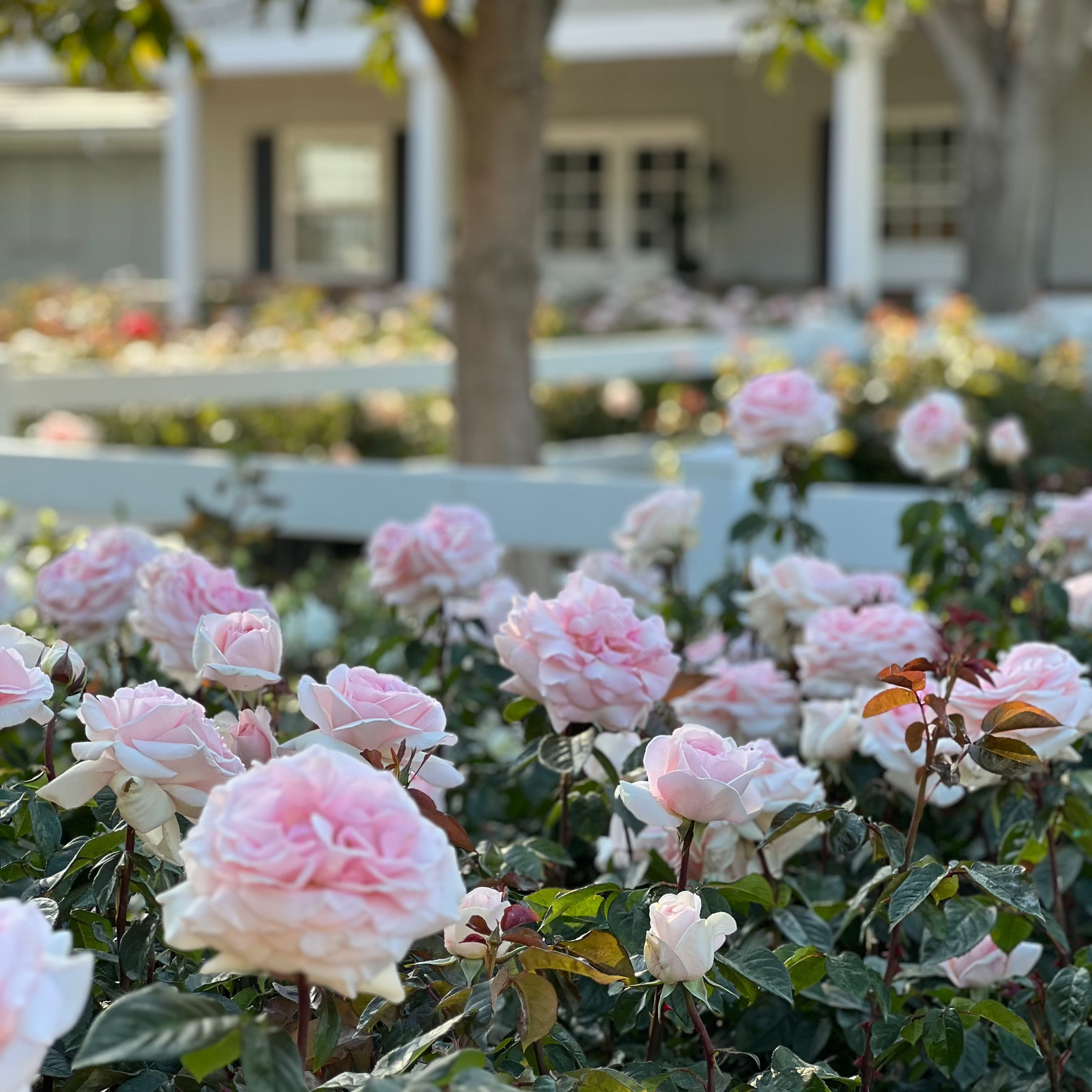 Francis Meilland® Potted Rose Bush