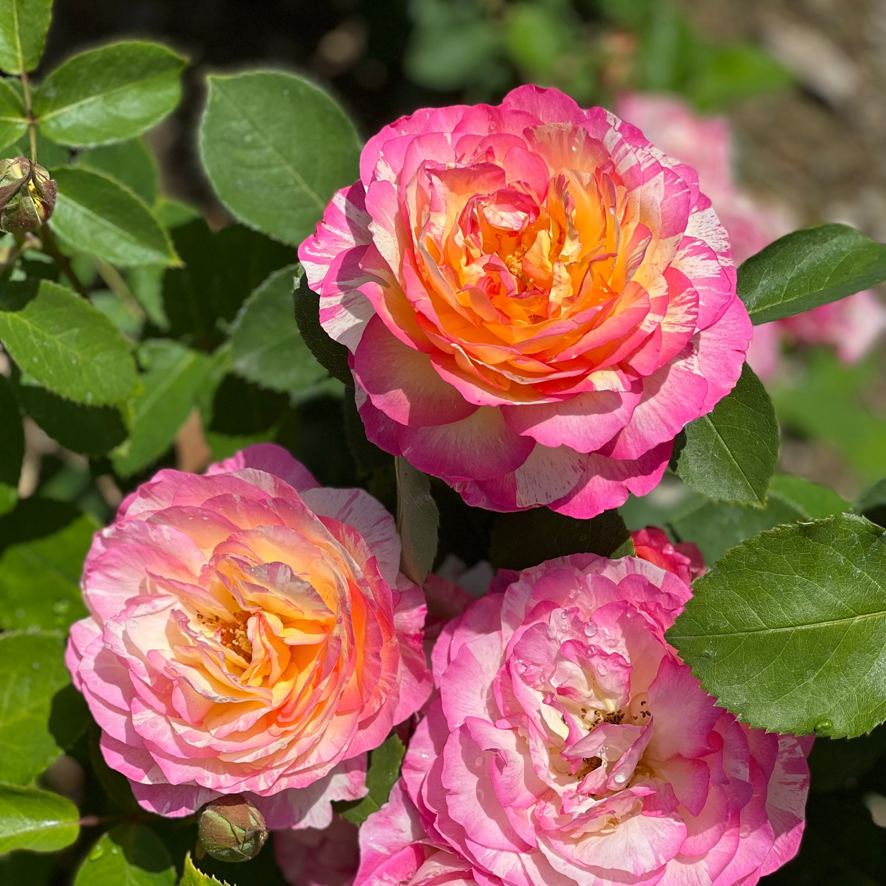 Marc Chagall™ Bare Root Rose Bush